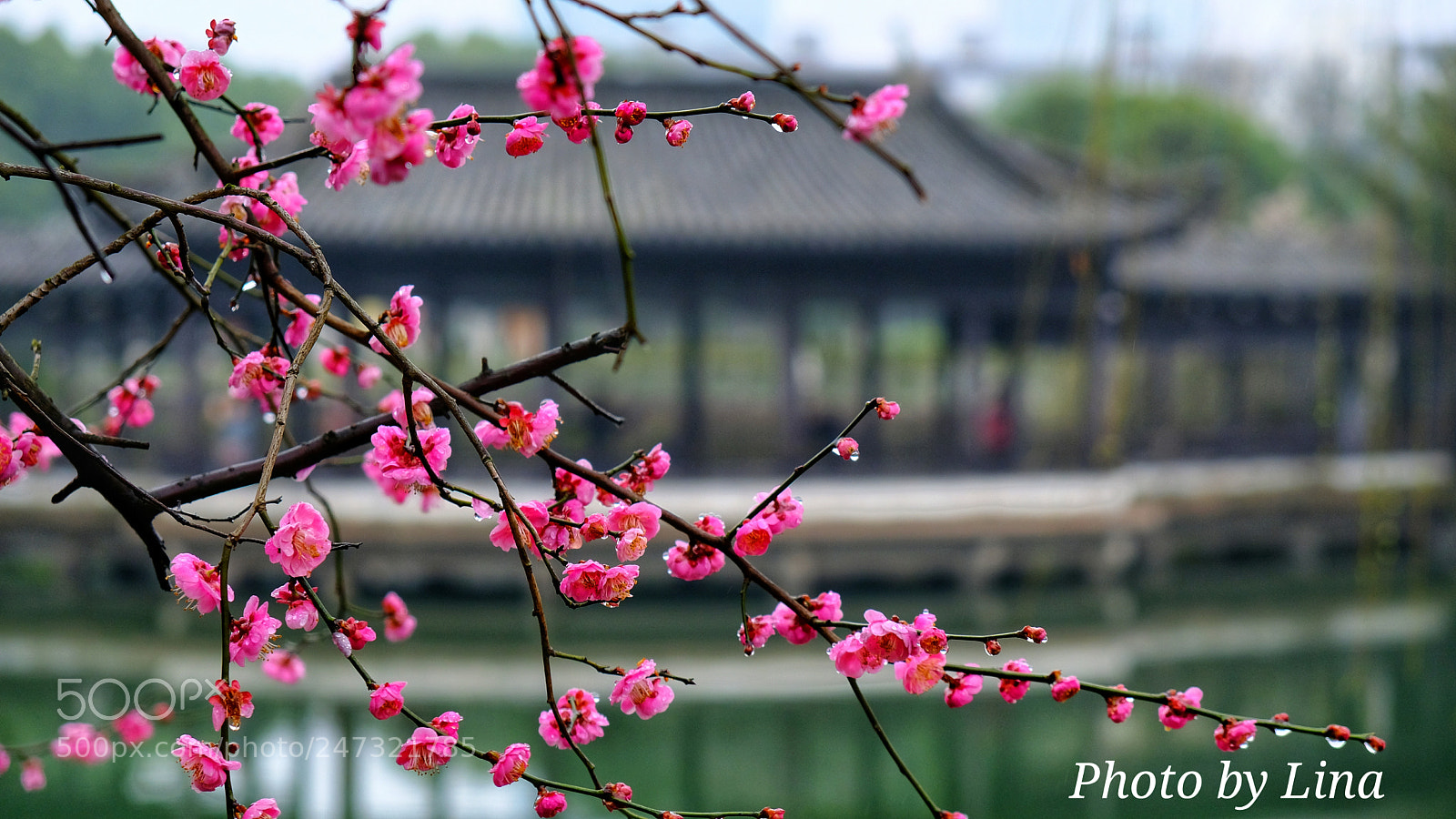 Fujifilm X-T2 sample photo. 月湖梅开 photography