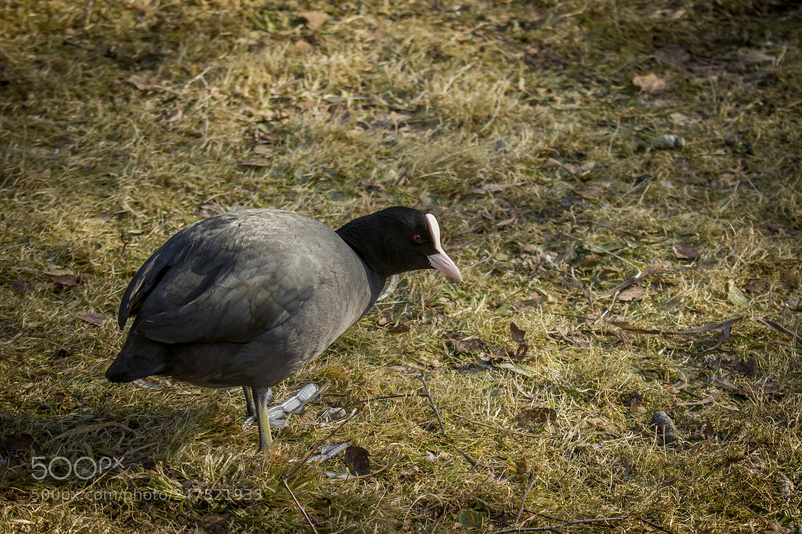 Canon EOS 7D Mark II sample photo. Bird photography