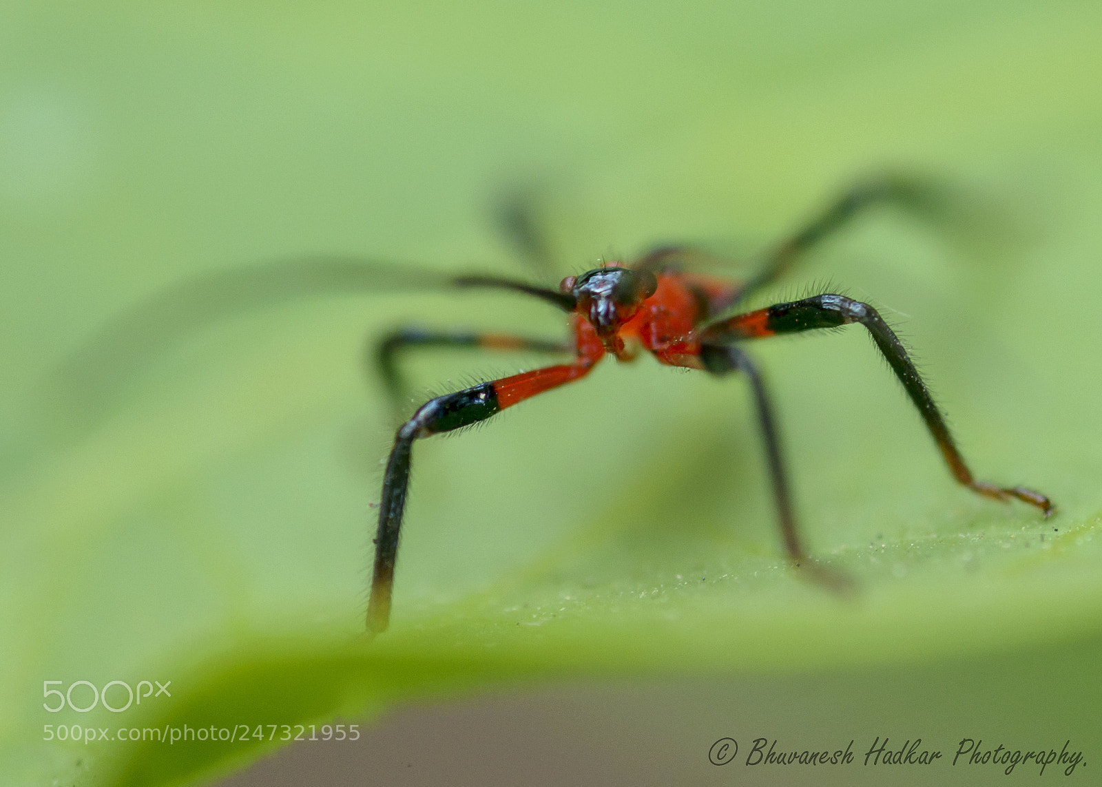 Nikon D800 sample photo. Macro abstract photography