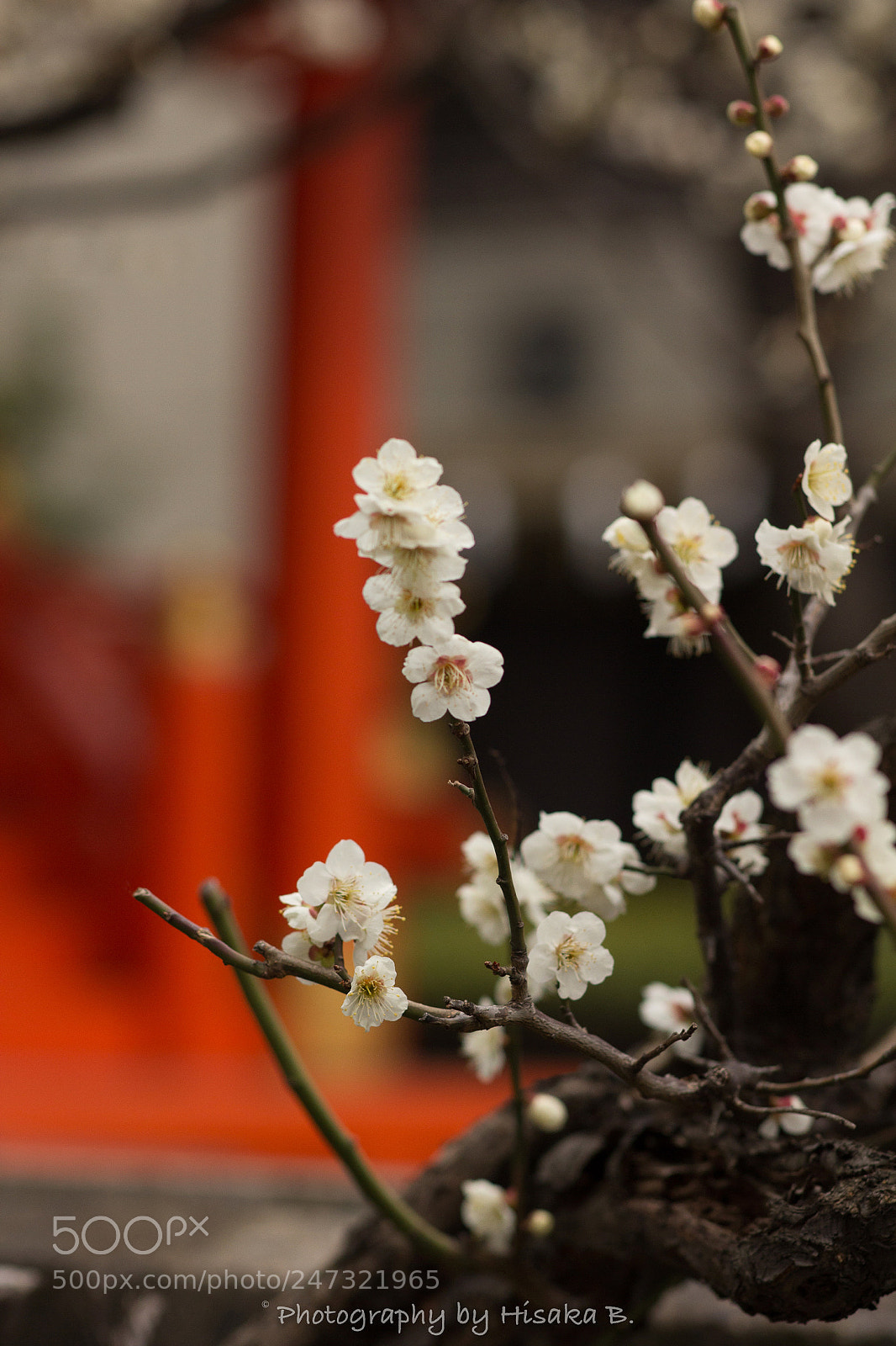 Canon EOS 60D sample photo. Untitled photography