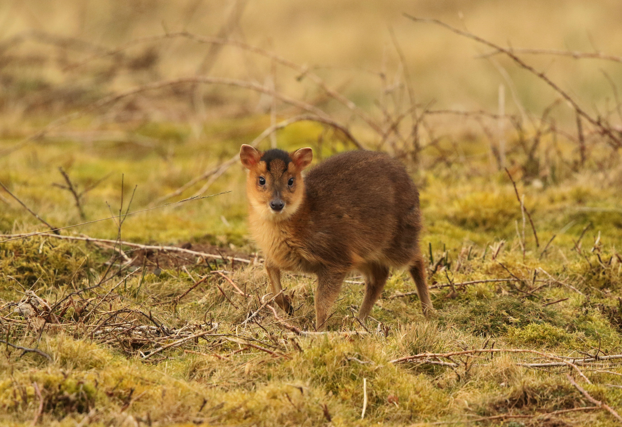 Canon EF 500mm F4L IS II USM sample photo. Muntjack photography