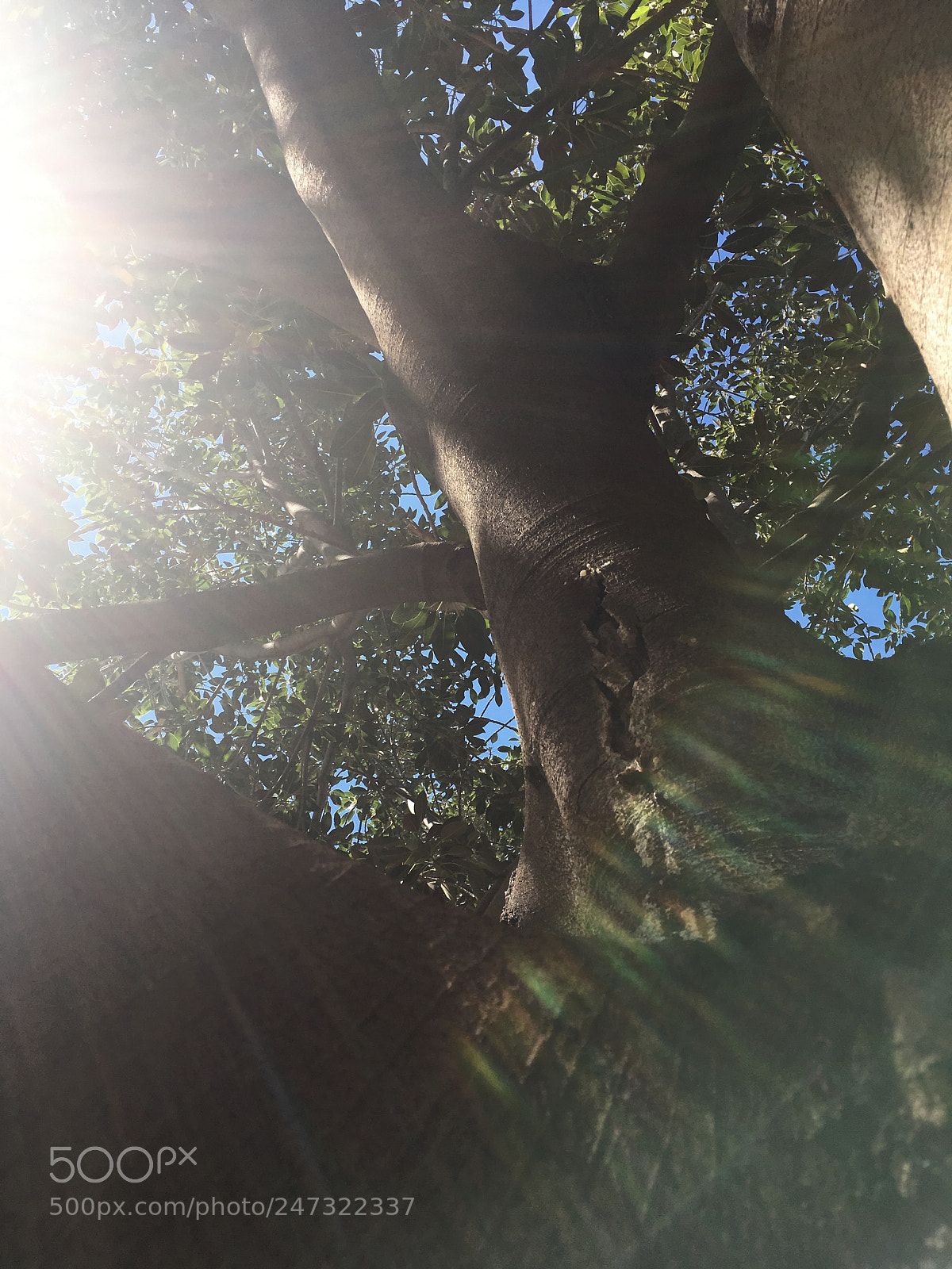 Apple iPhone SE sample photo. Big trees in the photography