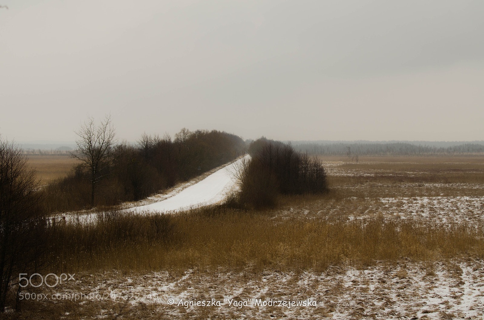 Nikon D5100 sample photo. Tsarist road on biebrza photography