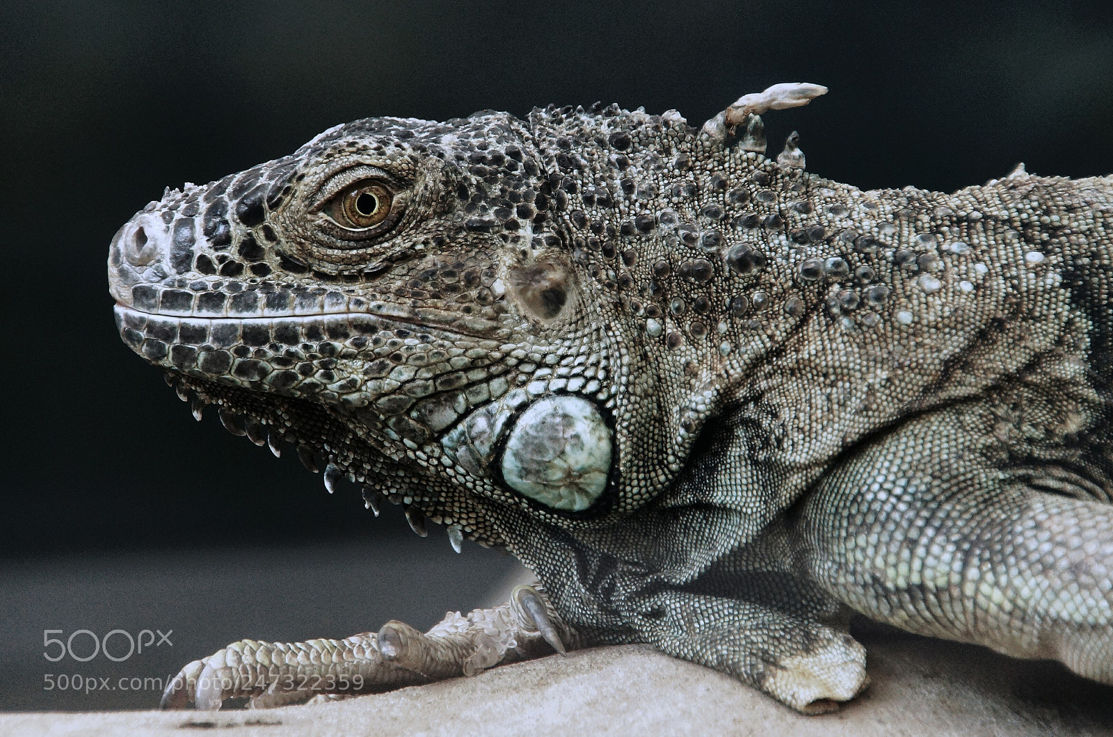 Sony SLT-A65 (SLT-A65V) sample photo. Lizard 3 photography