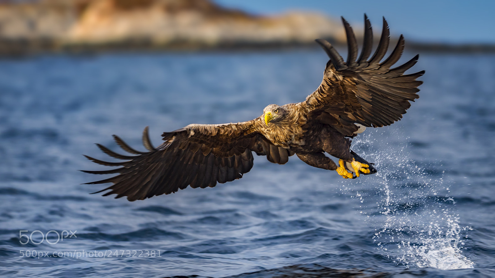 Panasonic Lumix DC-G9 sample photo. Sea eagle photography