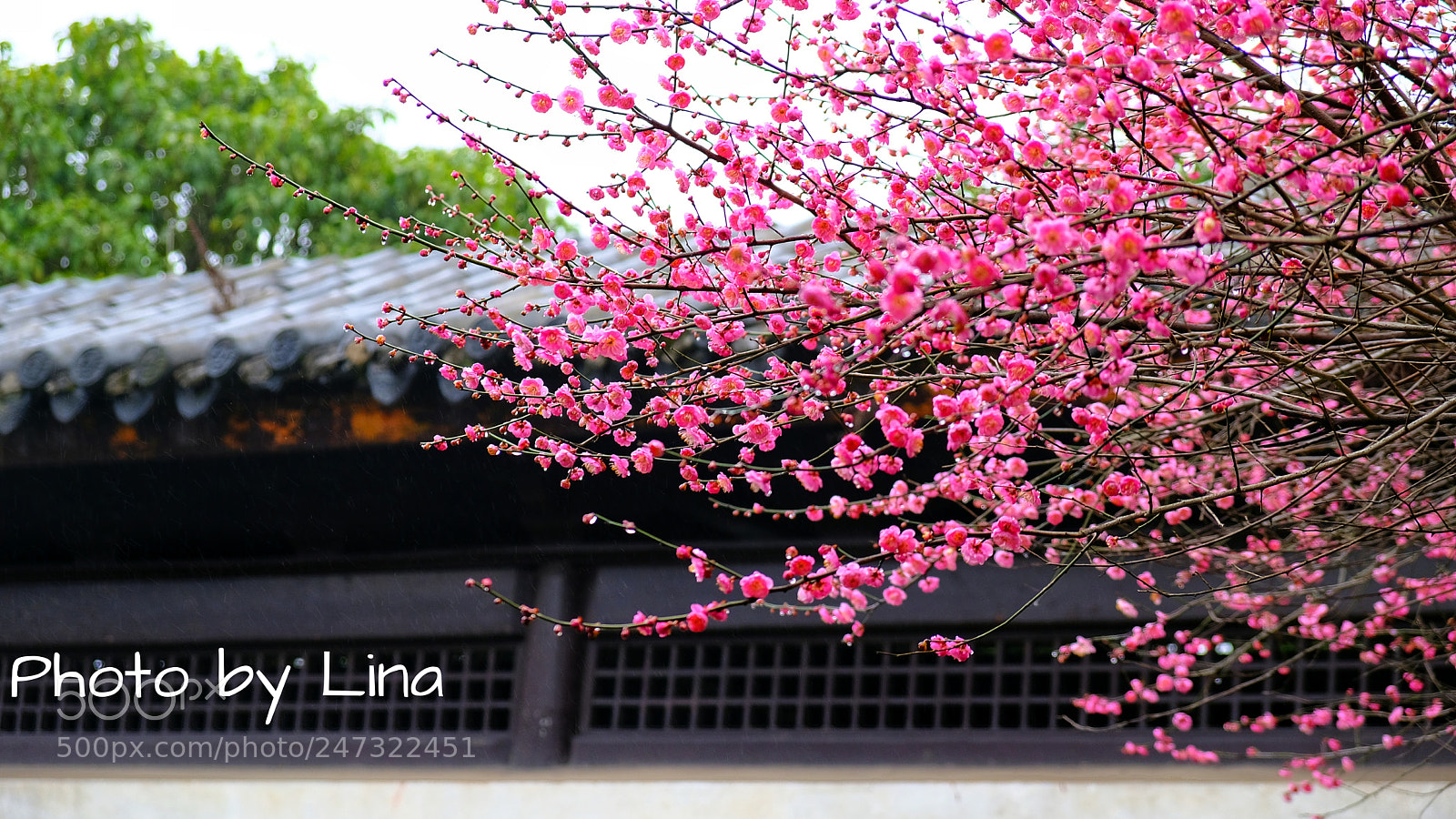 Fujifilm X-T2 sample photo. 月湖梅开 photography