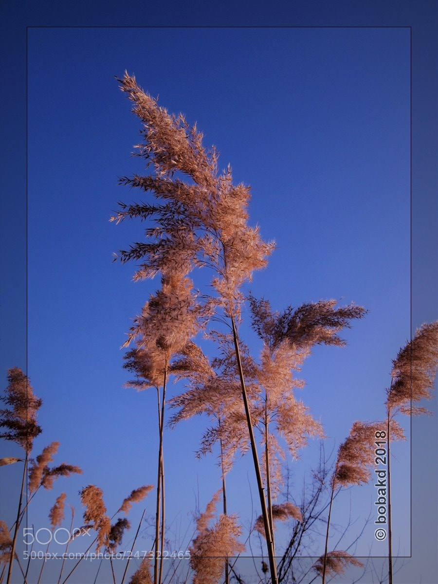 Olympus E-420 (EVOLT E-420) sample photo. Sedge photography