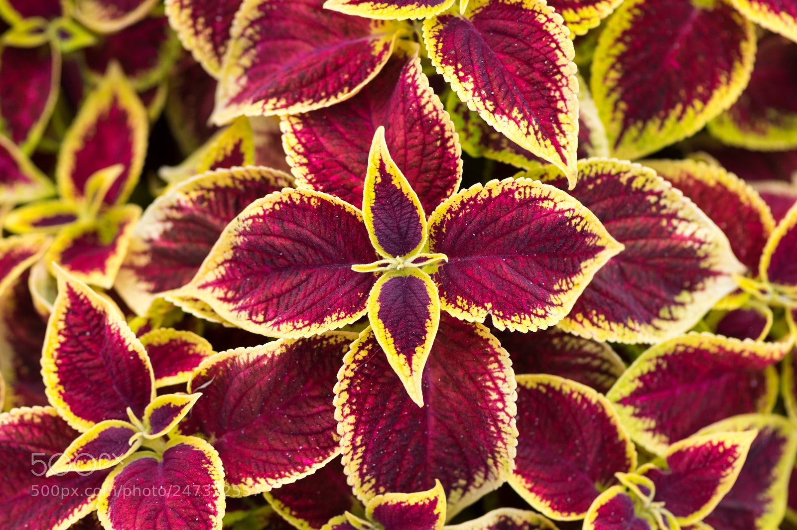 Pentax K-3 sample photo. Red leaves photography