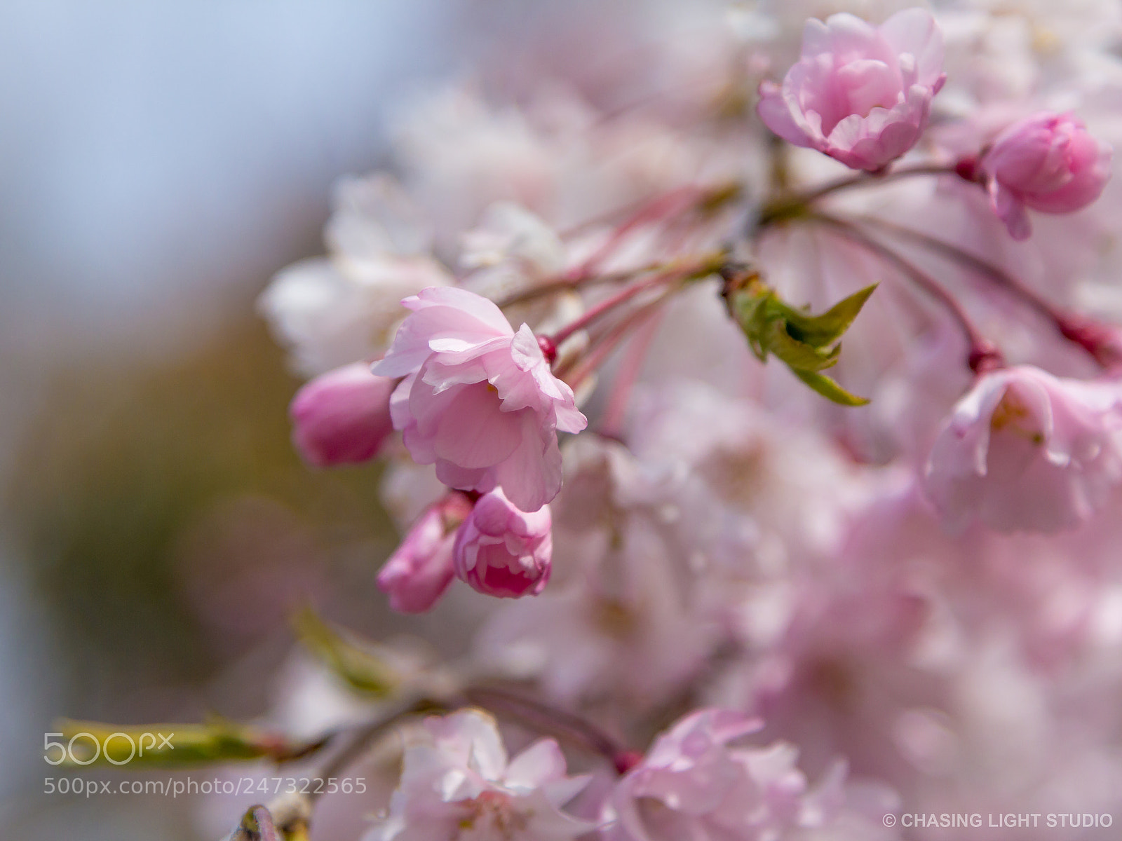 Canon EOS 60D sample photo. * photography