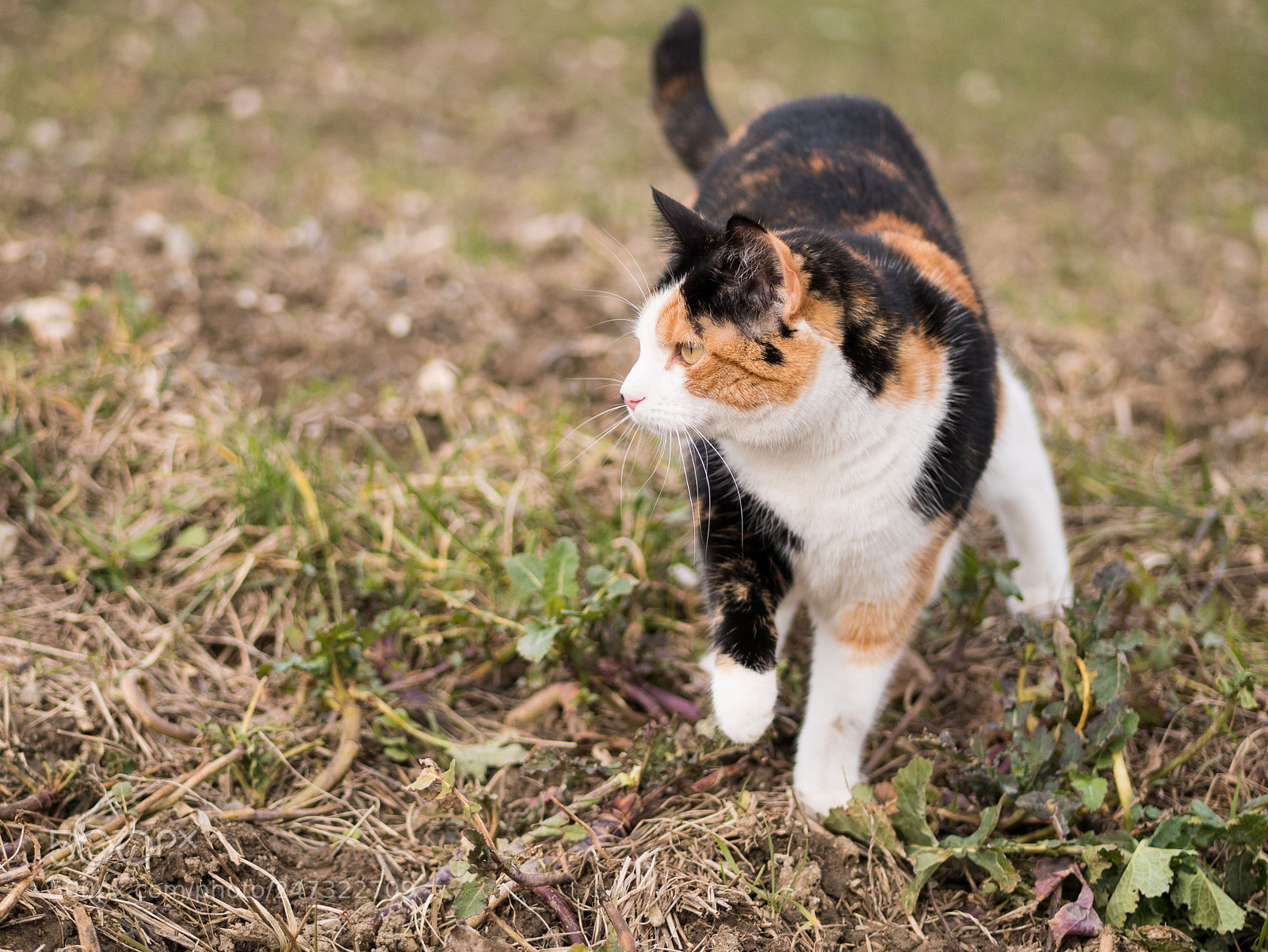 Panasonic Lumix DMC-GX85 (Lumix DMC-GX80 / Lumix DMC-GX7 Mark II) sample photo. Feline instinct photography