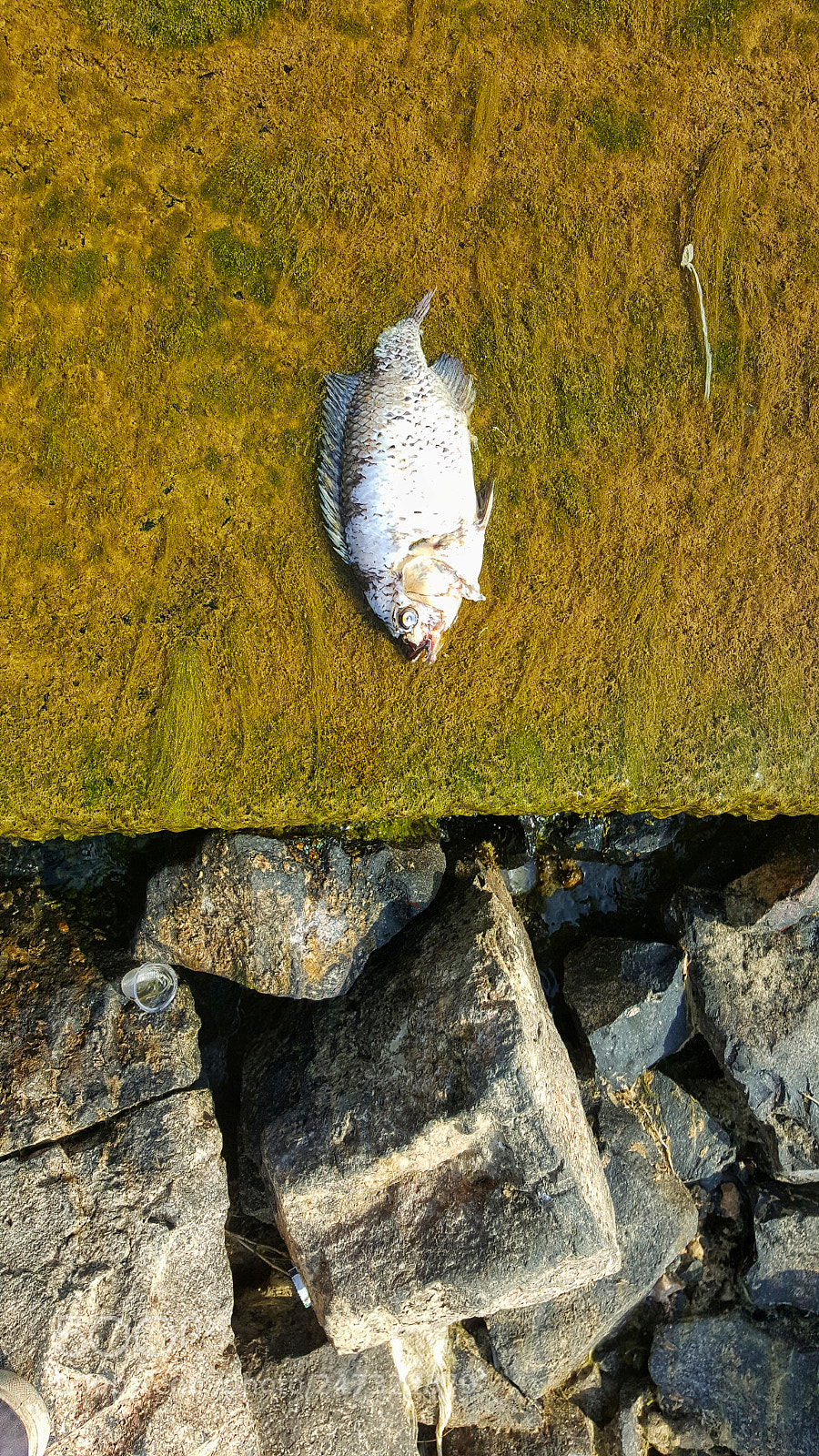 Samsung GALAXY S6 edge sample photo. Death fish photography