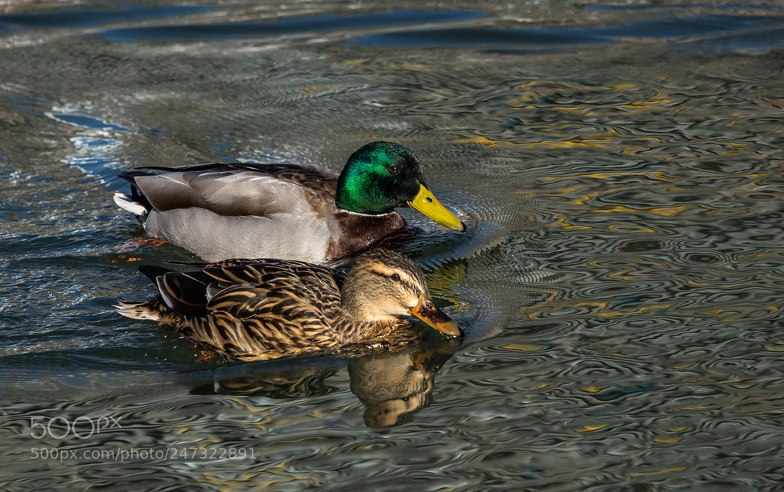 Sony a7R sample photo. Promenade sur le neckar photography