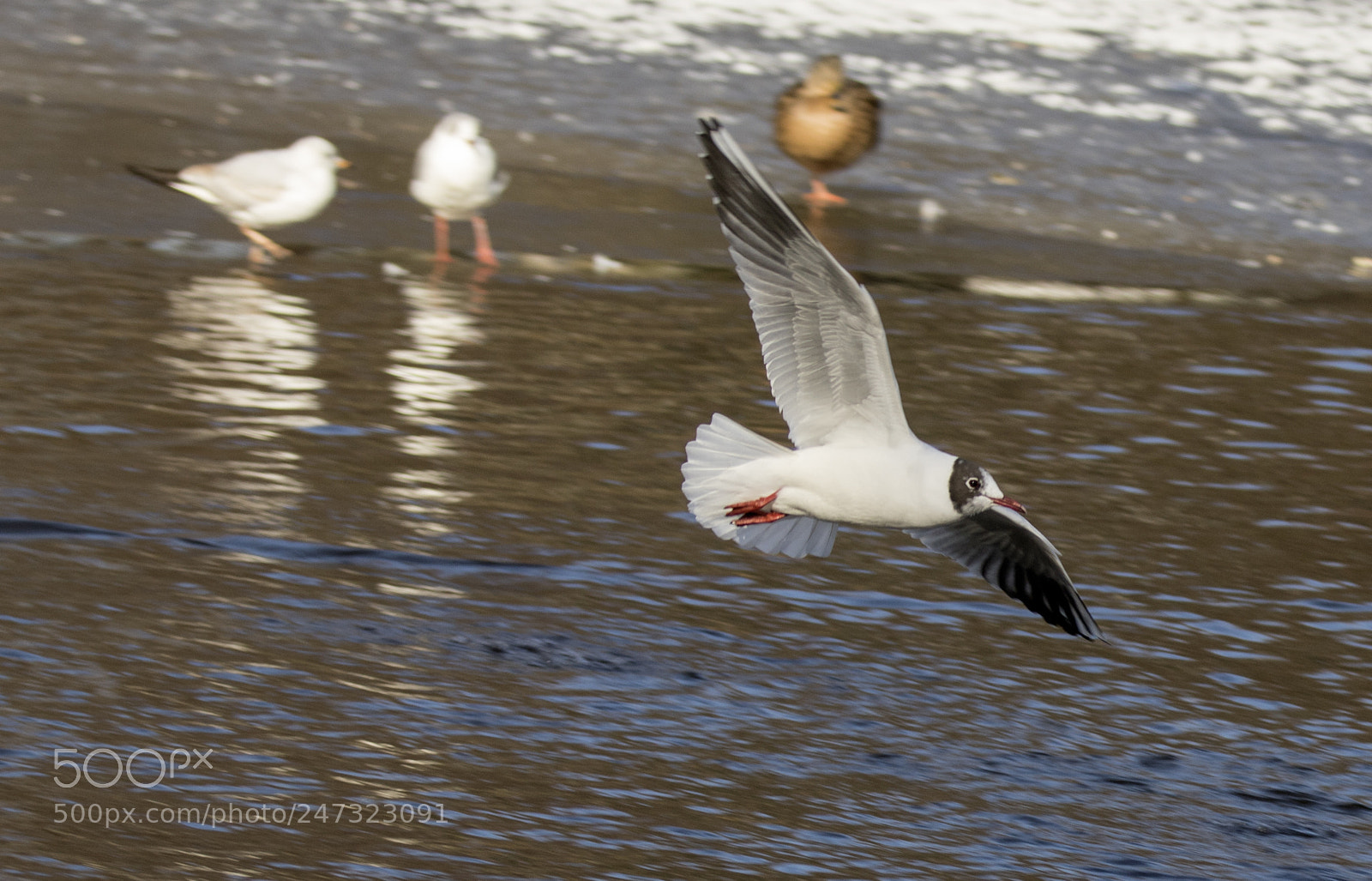 Canon EOS 7D Mark II sample photo. Bird photography