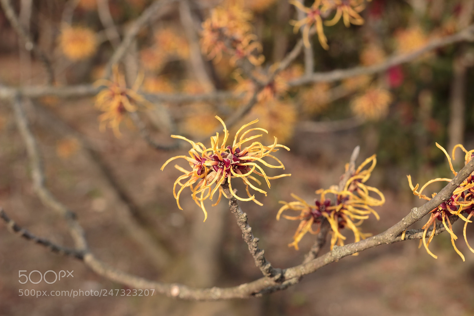 Canon EOS 600D (Rebel EOS T3i / EOS Kiss X5) sample photo. Zaubernuss photography