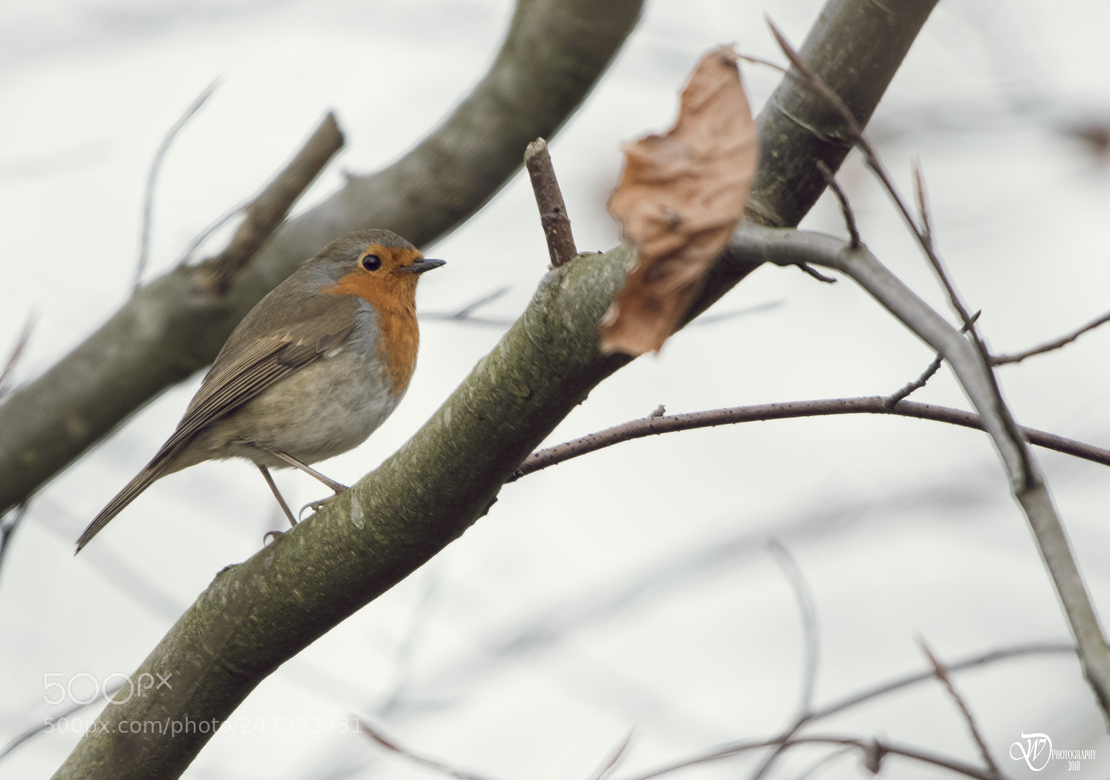 Nikon D500 sample photo. Robin photography