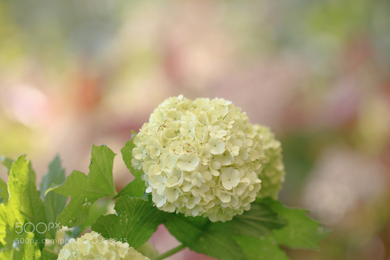 Canon EOS 600D (Rebel EOS T3i / EOS Kiss X5) sample photo. Pom pom pom photography