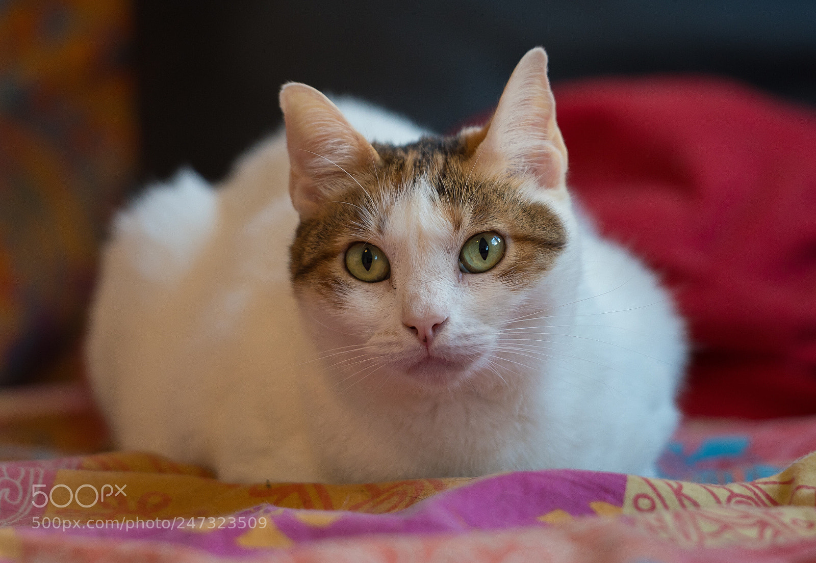Nikon D500 sample photo. Untitled photography