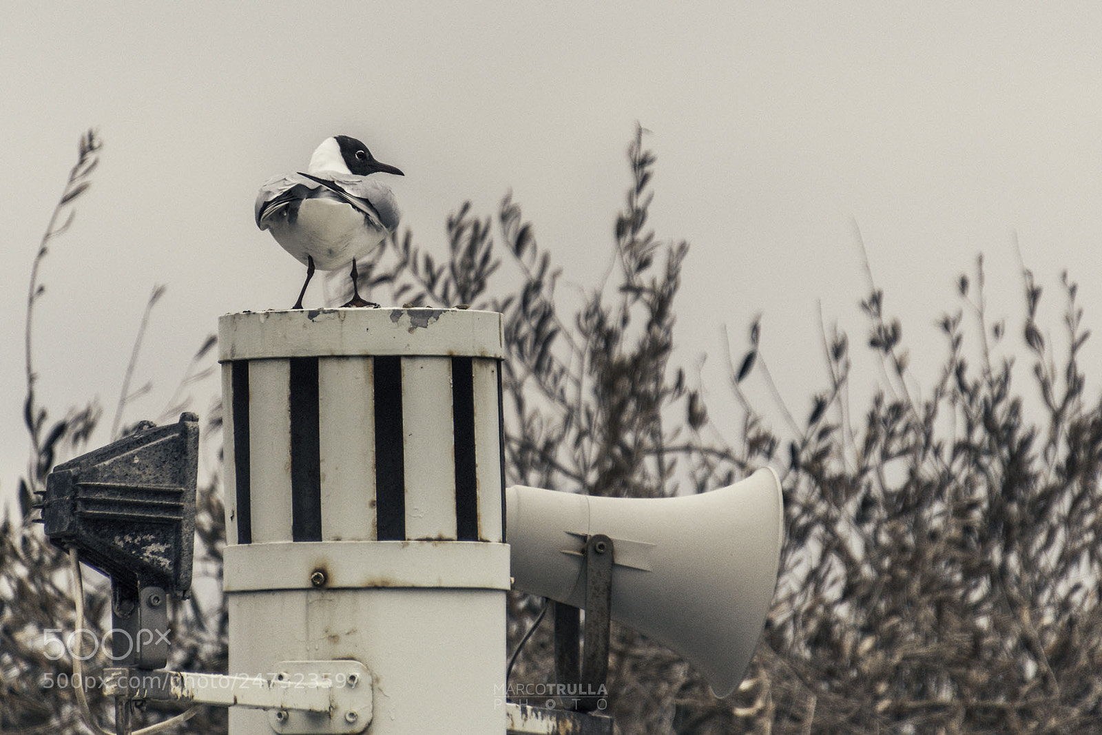 Nikon D7200 sample photo. Compromising views photography