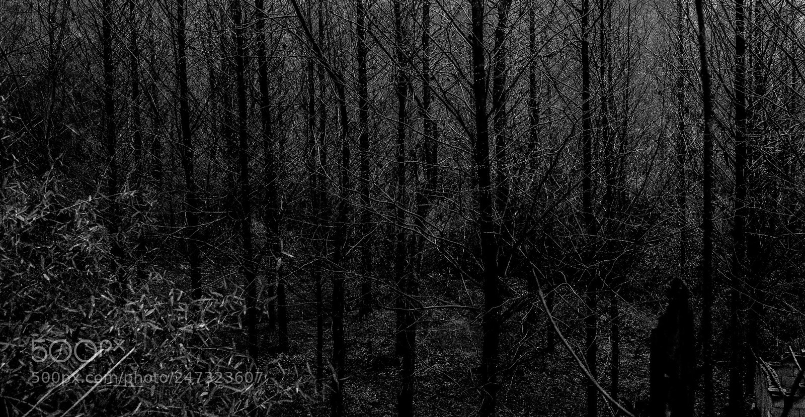 Fujifilm X-T2 sample photo. Forest photography