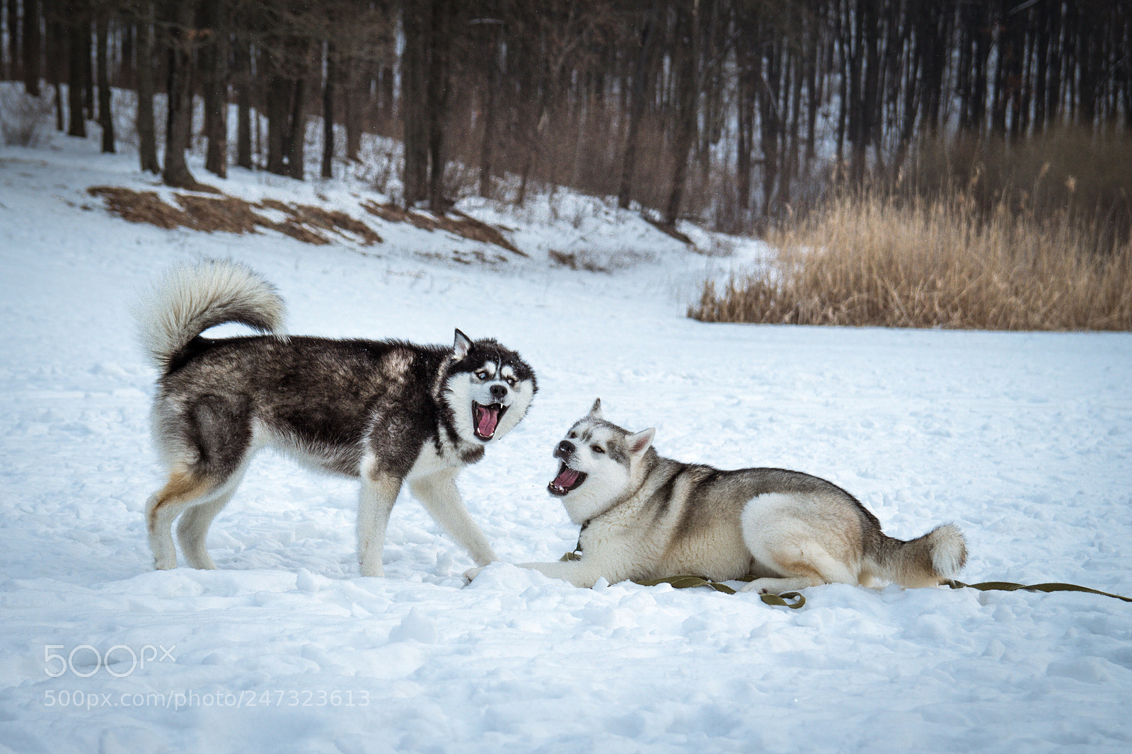 Canon EOS 700D (EOS Rebel T5i / EOS Kiss X7i) sample photo. Husky photography