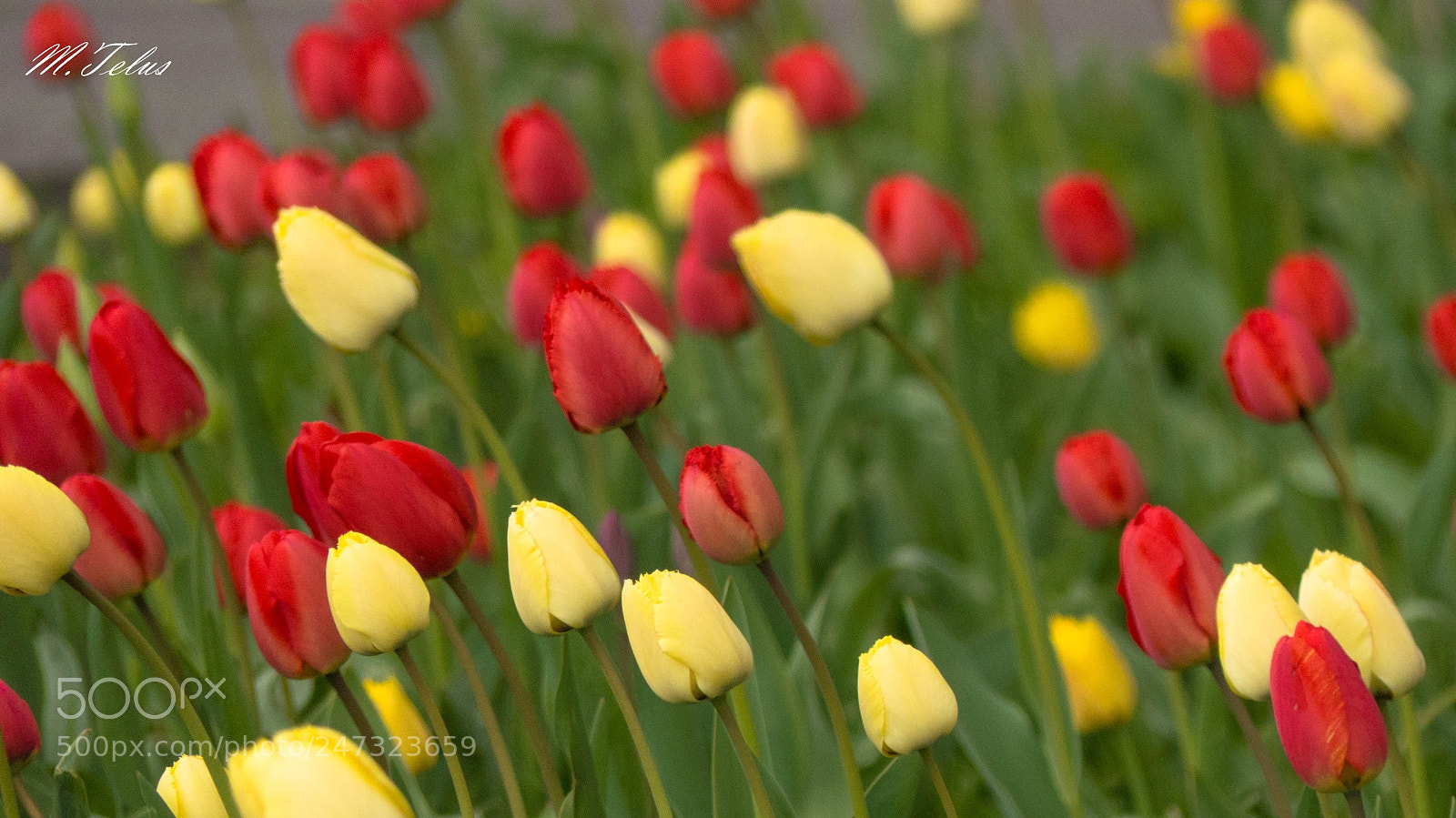 Panasonic Lumix DMC-FZ200 sample photo. Te i czerwone g photography