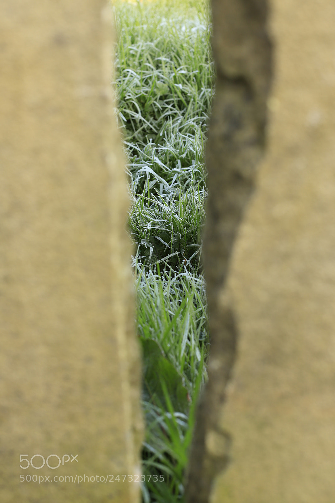 Canon EOS 6D Mark II sample photo. Entre les lauses photography