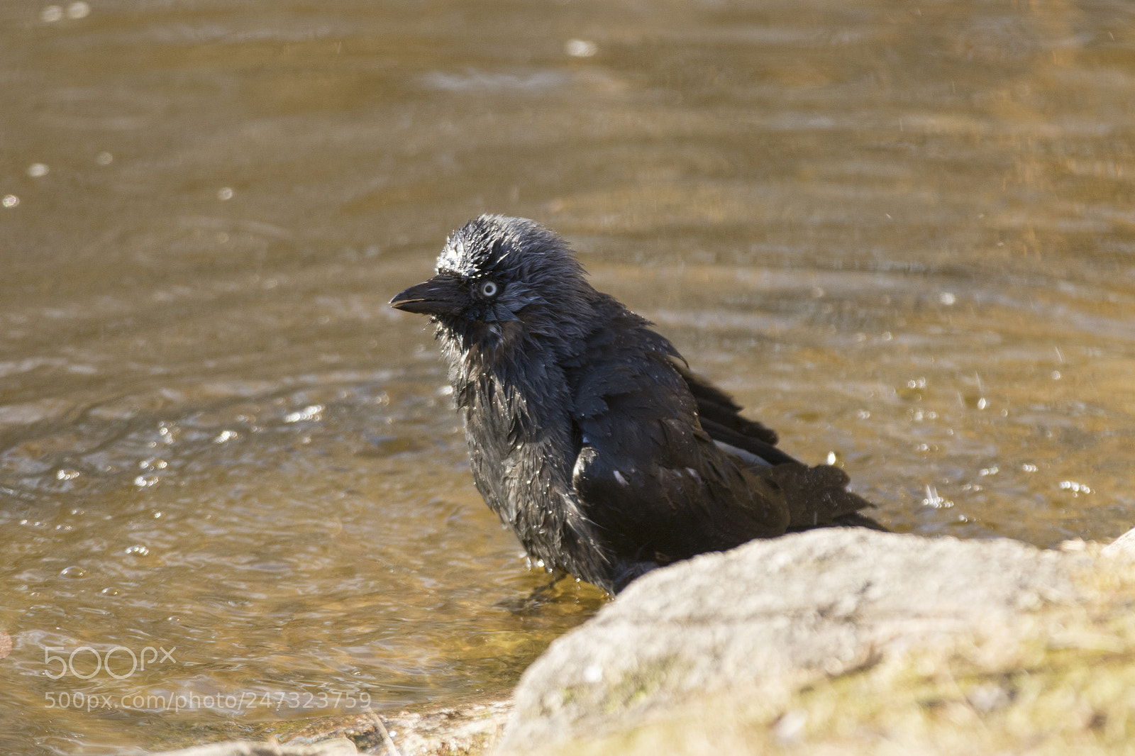 Canon EOS 7D Mark II sample photo. Bird photography