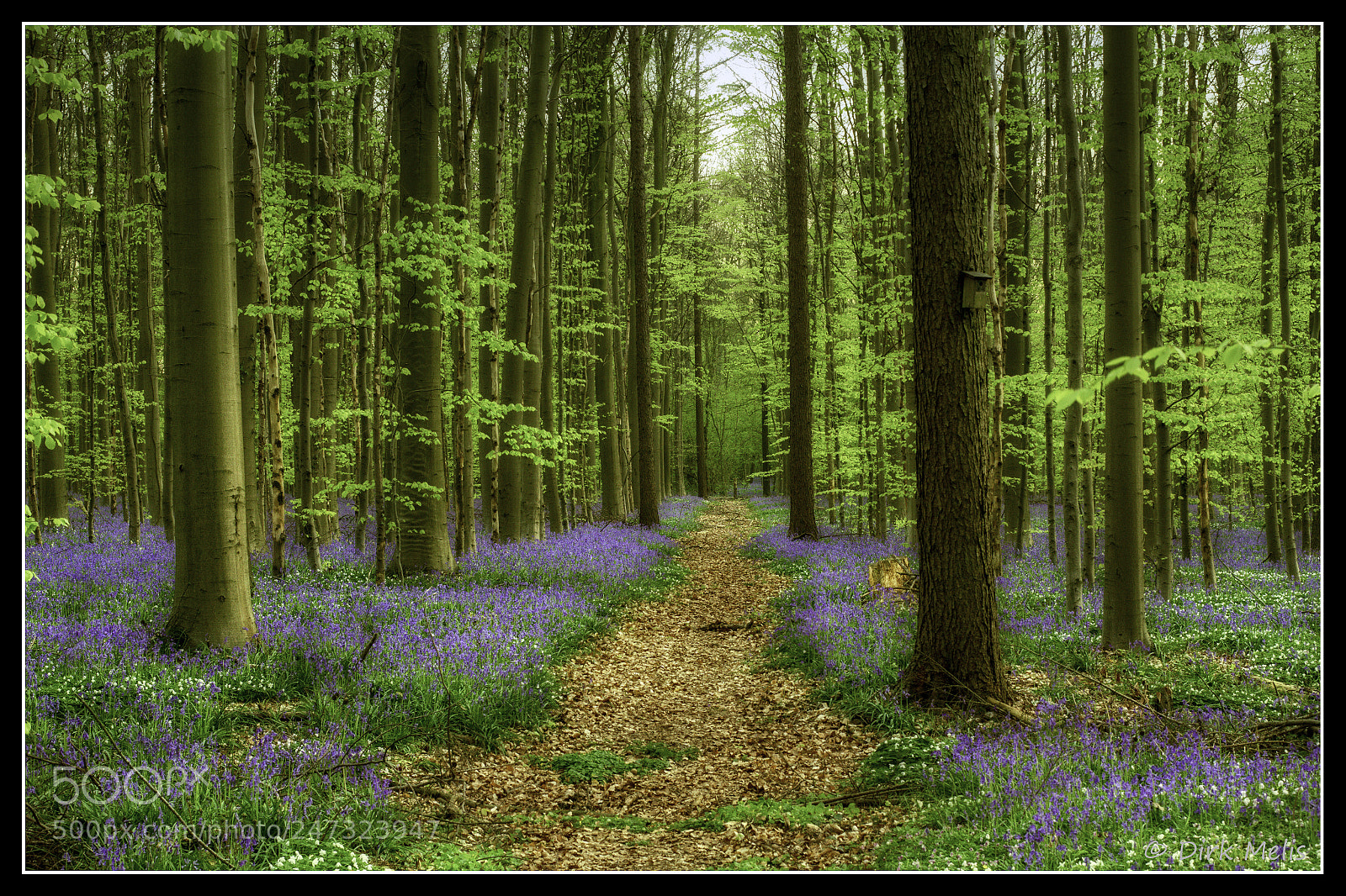 Canon EOS 7D sample photo. Hyacinthoides non-scripta photography