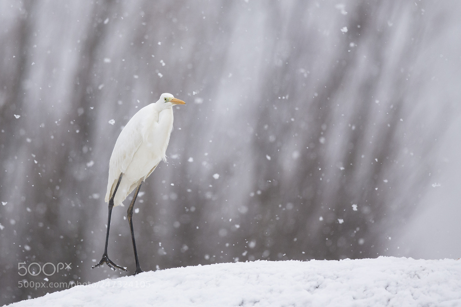 Canon EOS-1D X sample photo. Great egret photography