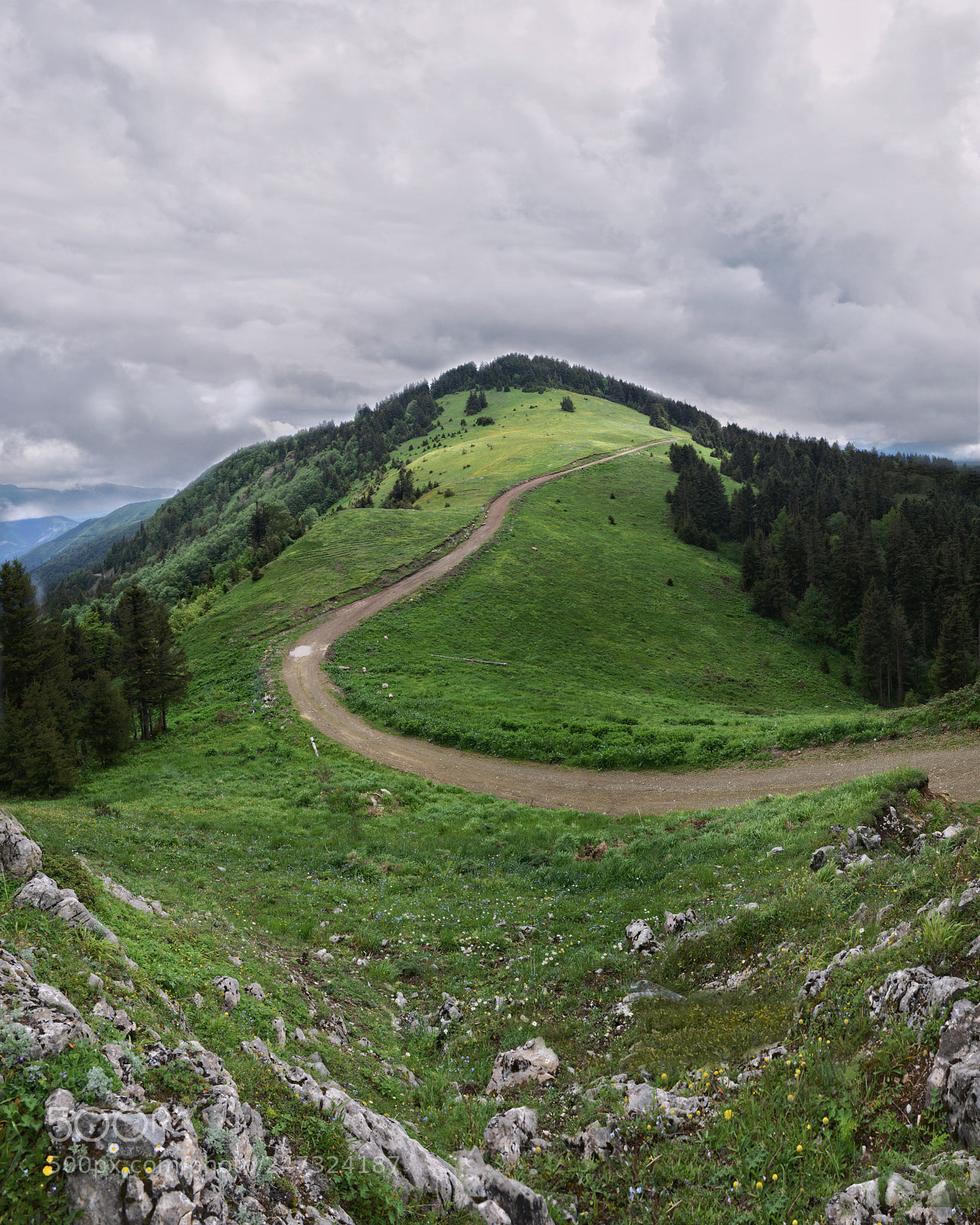 Nikon D610 sample photo. Forest roads photography