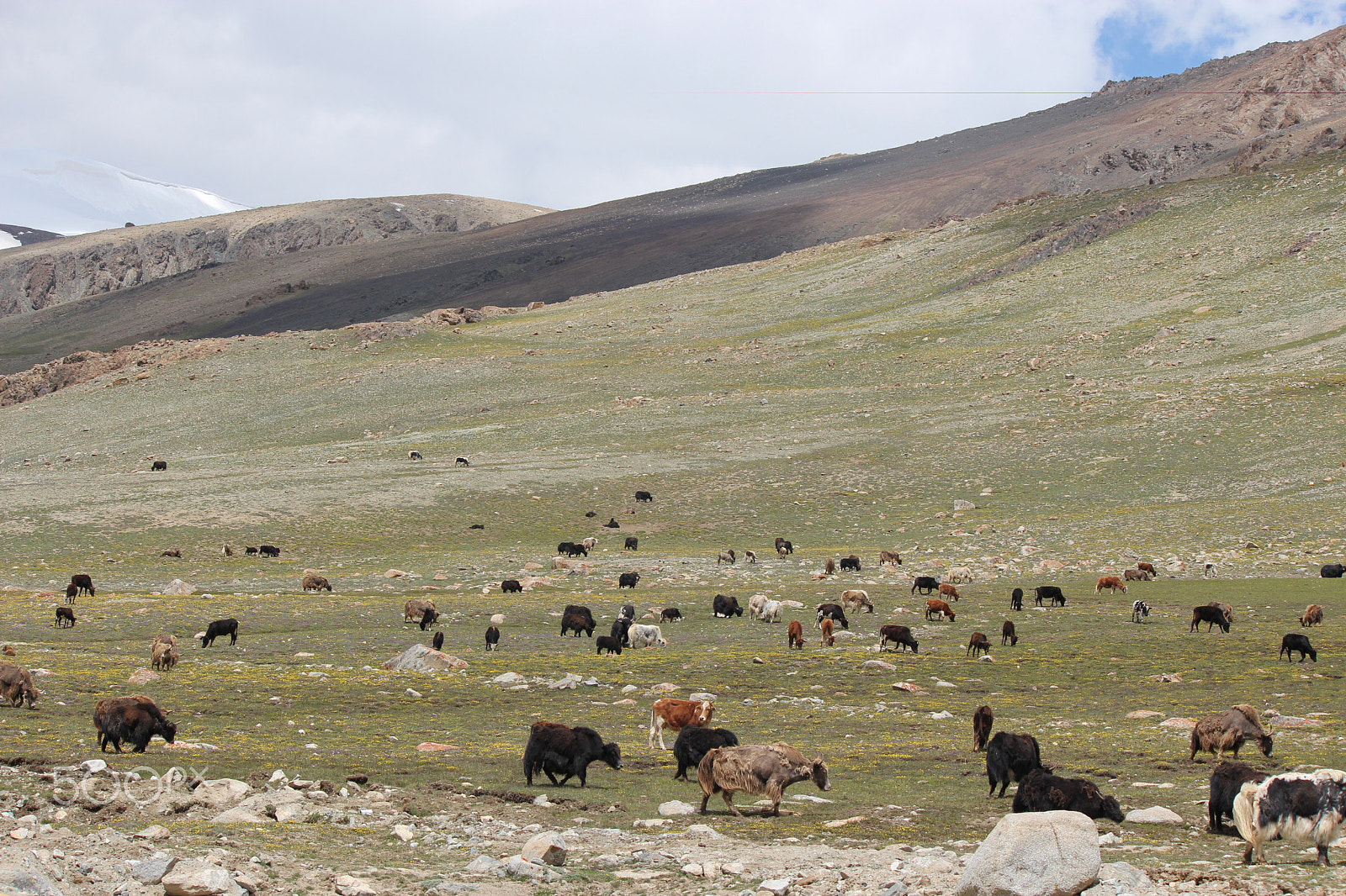 Canon EOS 650D (EOS Rebel T4i / EOS Kiss X6i) sample photo. Yak at sost mountains, pakista photography
