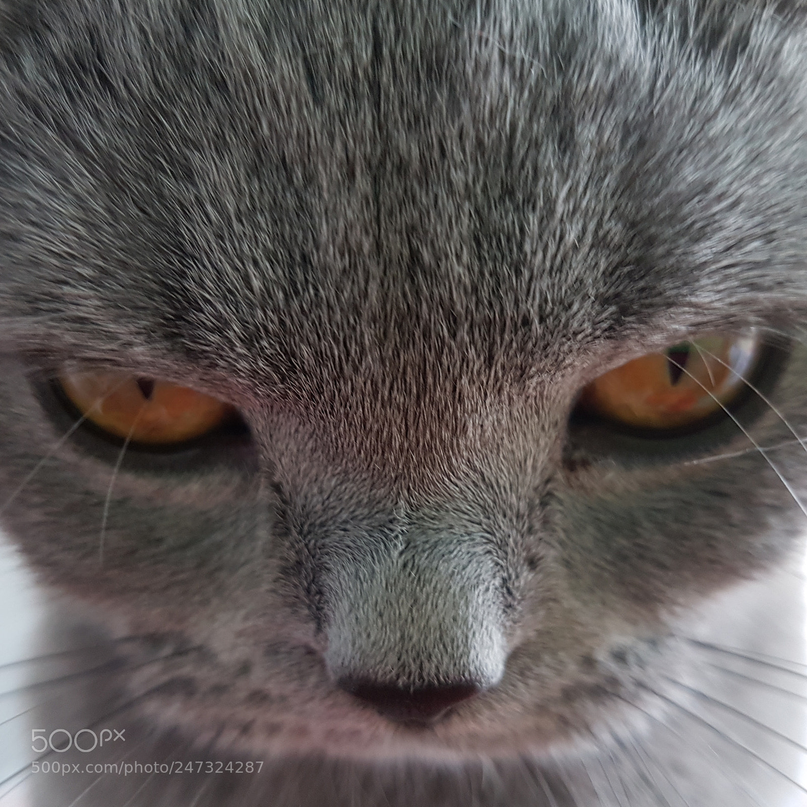 Samsung Galaxy S7 Edge sample photo. Feline look photography