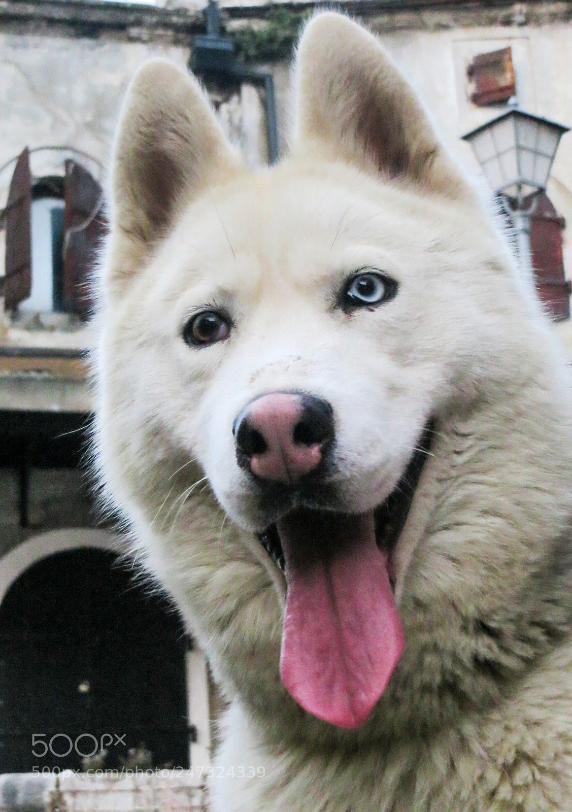 Canon PowerShot SX240 HS sample photo. Husky smile photography