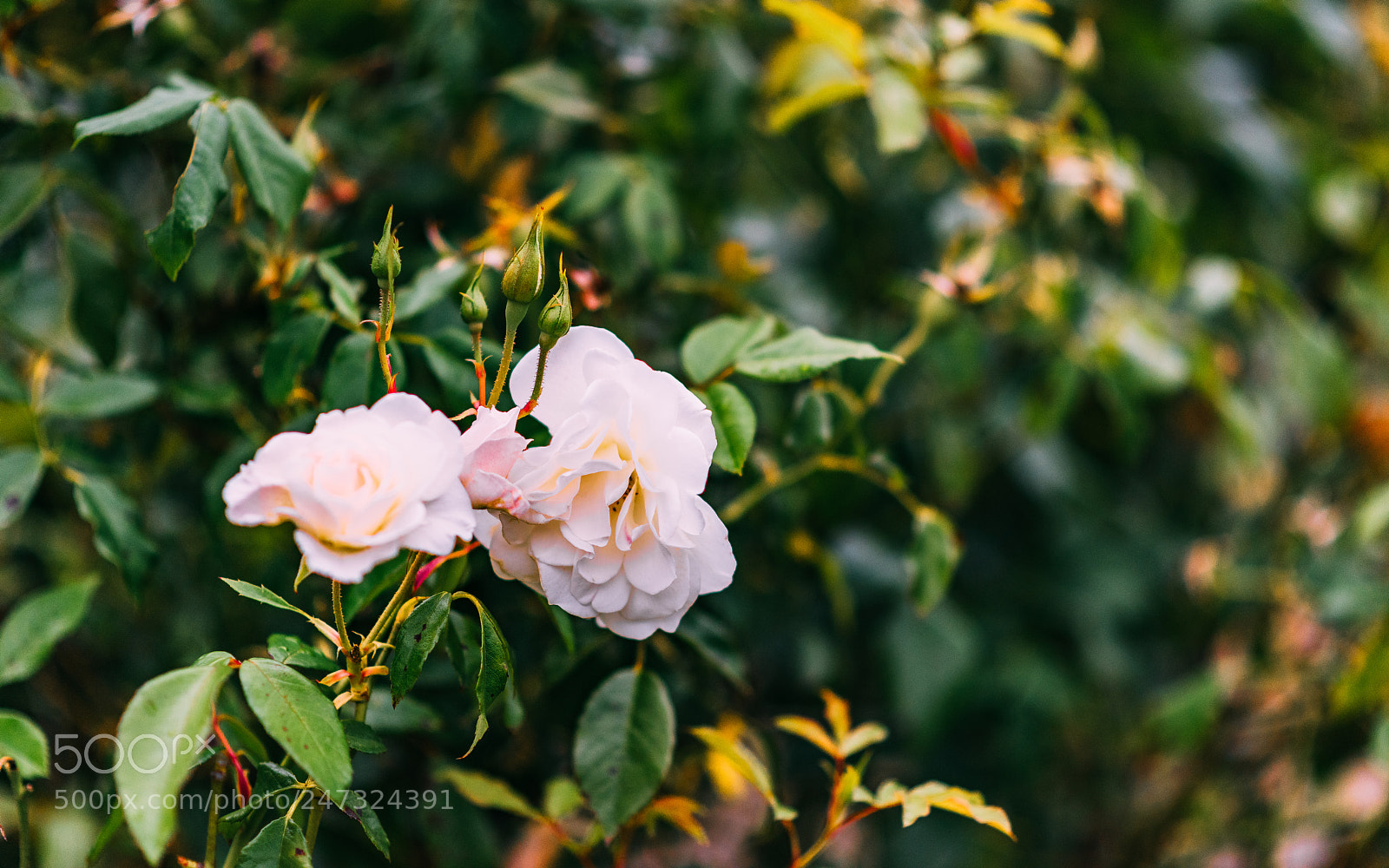 Nikon D810 sample photo. A flower photography