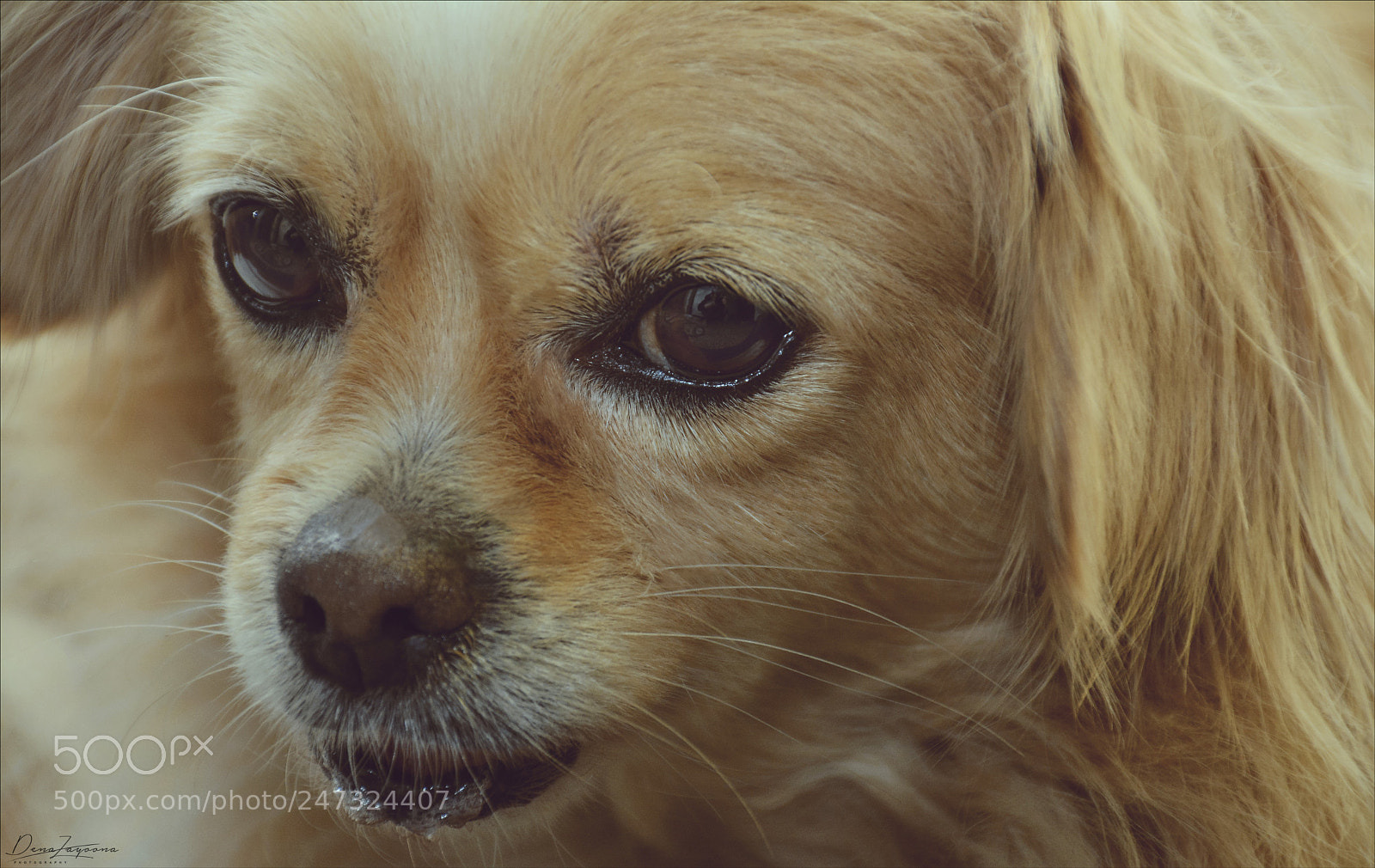 Nikon D7100 sample photo. Lucy photography