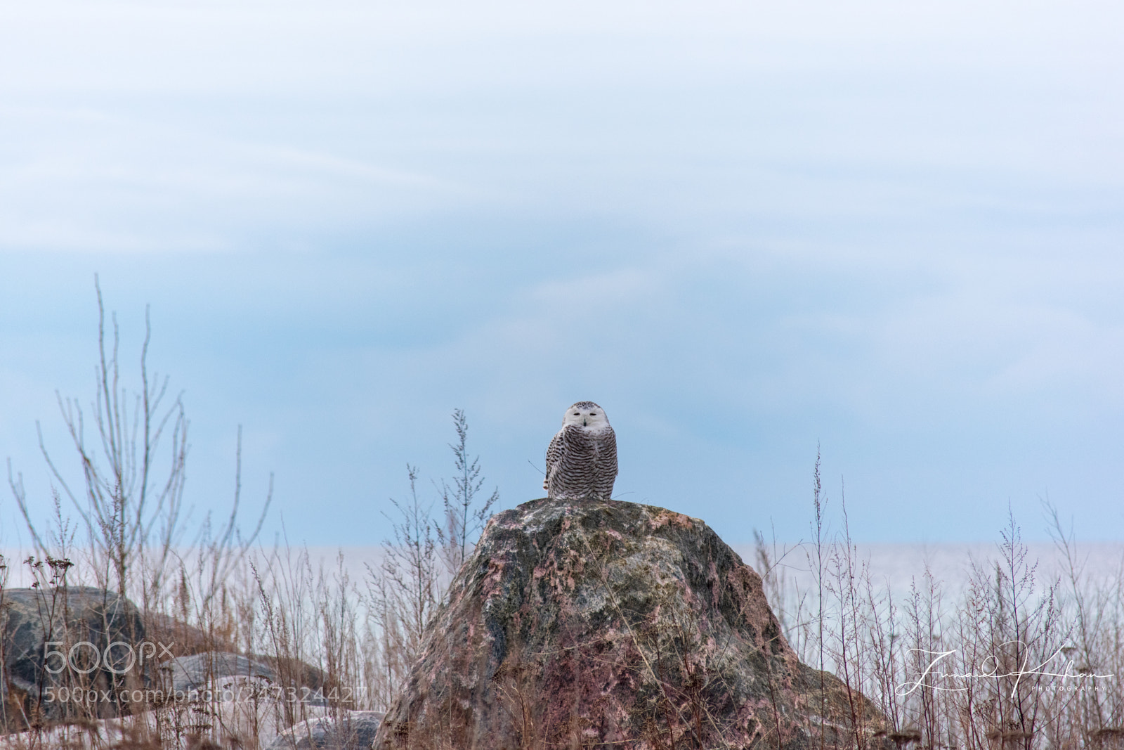 Nikon D3400 sample photo. Snowy owl photography