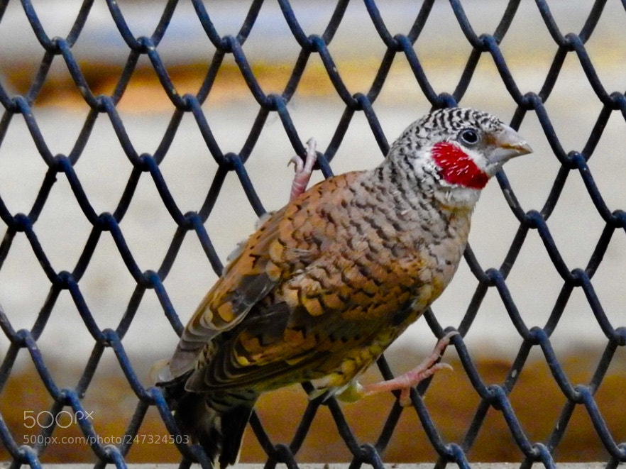 Nikon Coolpix P900 sample photo. Red throat finch photography