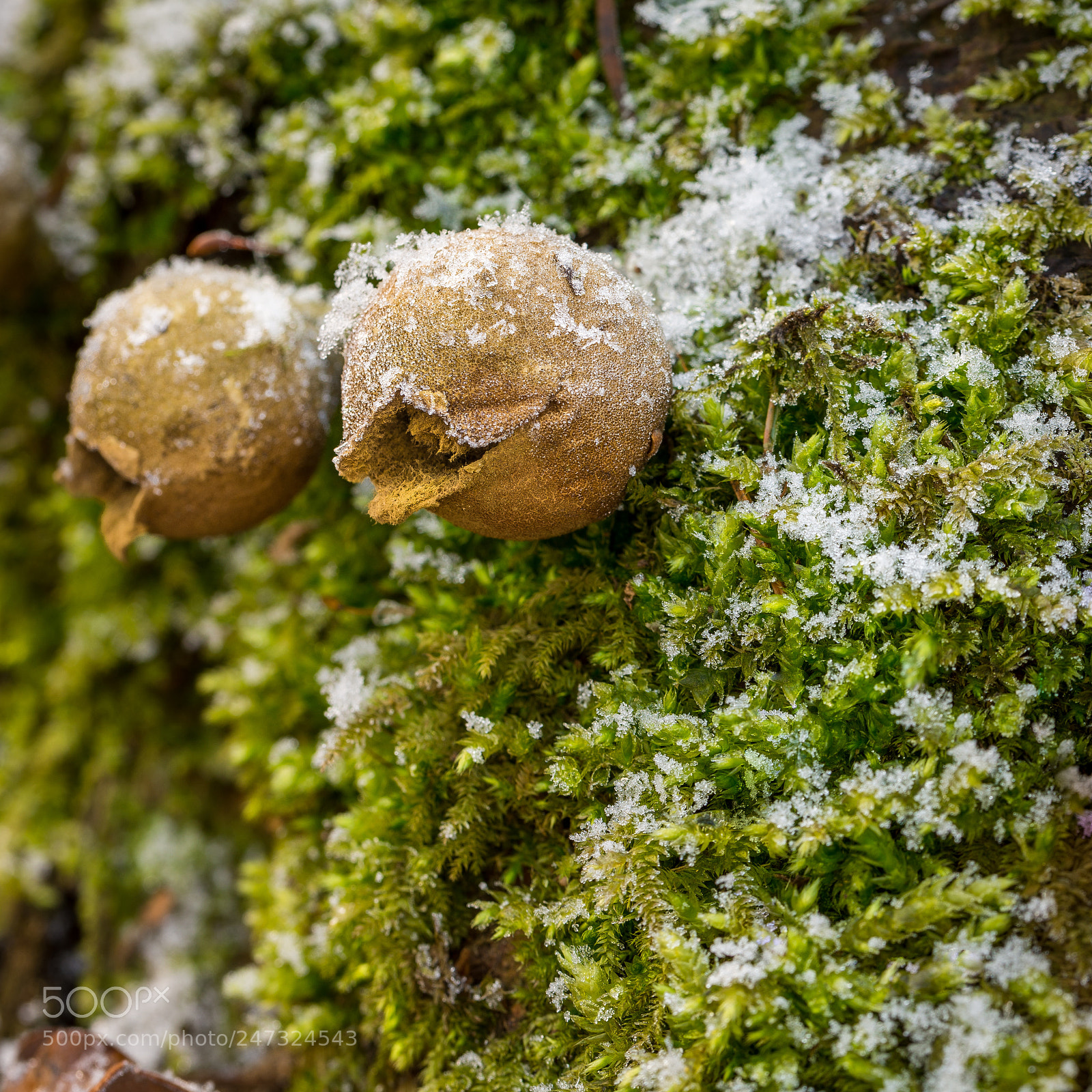 Nikon D610 sample photo. Puff-ball mushroom (lycoperdon perlatum) photography