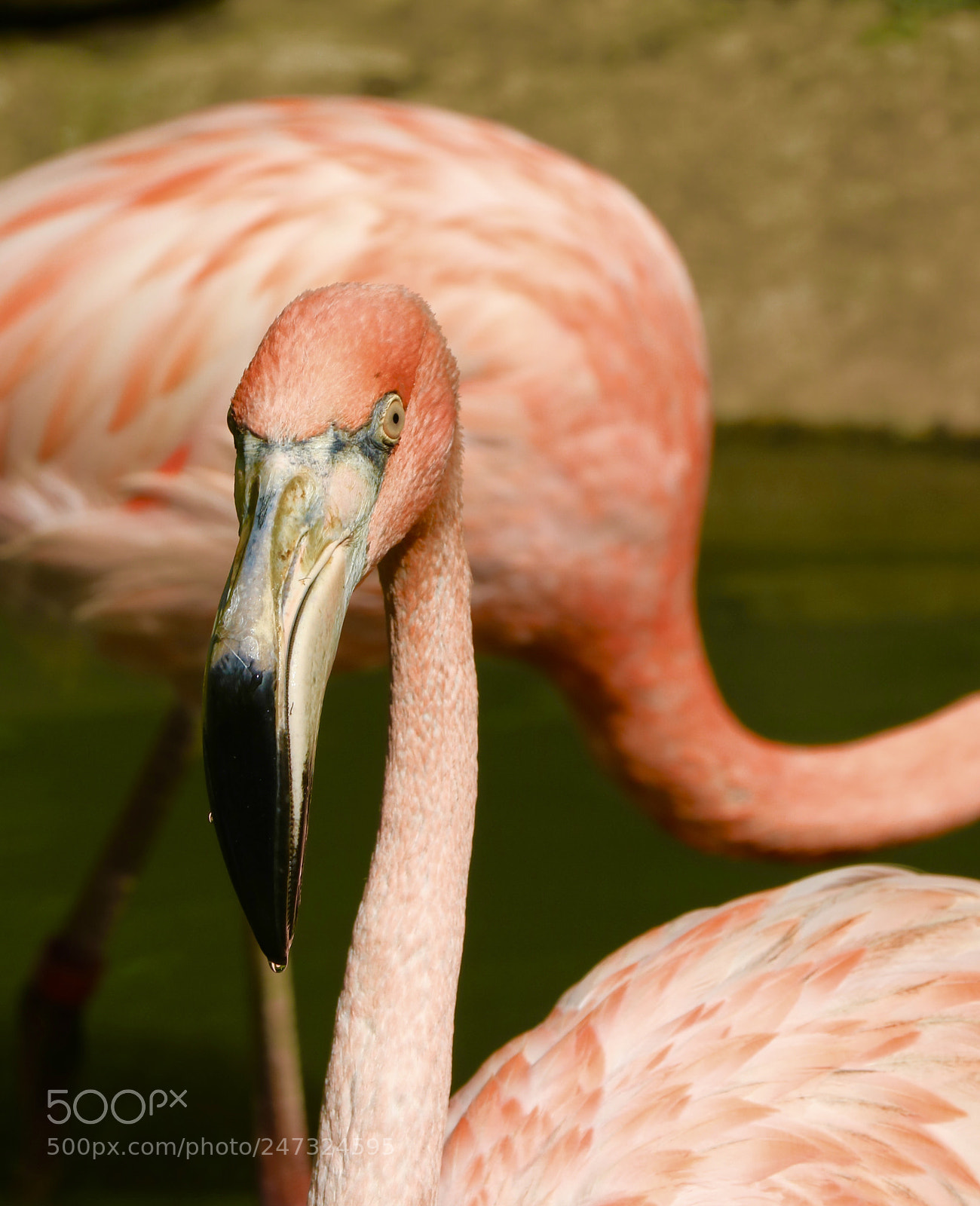 Canon EOS 750D (EOS Rebel T6i / EOS Kiss X8i) sample photo. Flamingo photography