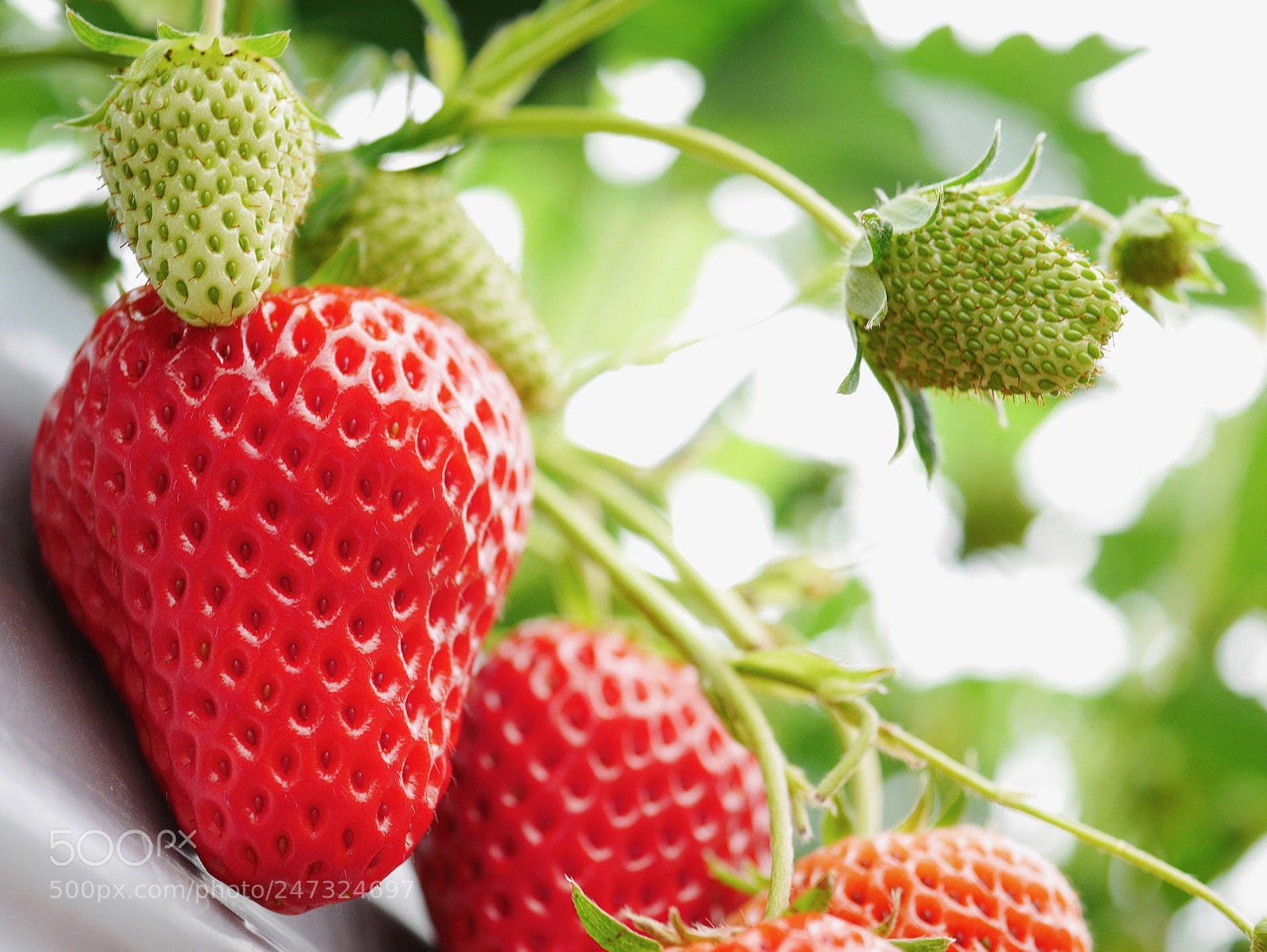 Panasonic Lumix DMC-GF7 sample photo. Strawberry picking photography