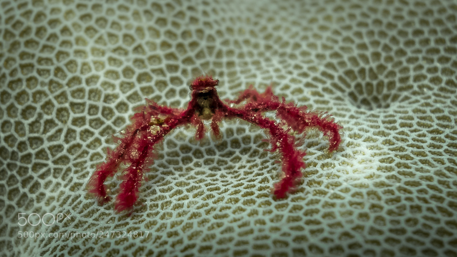Sony Cyber-shot DSC-RX100 II sample photo. Orang utang crab photography