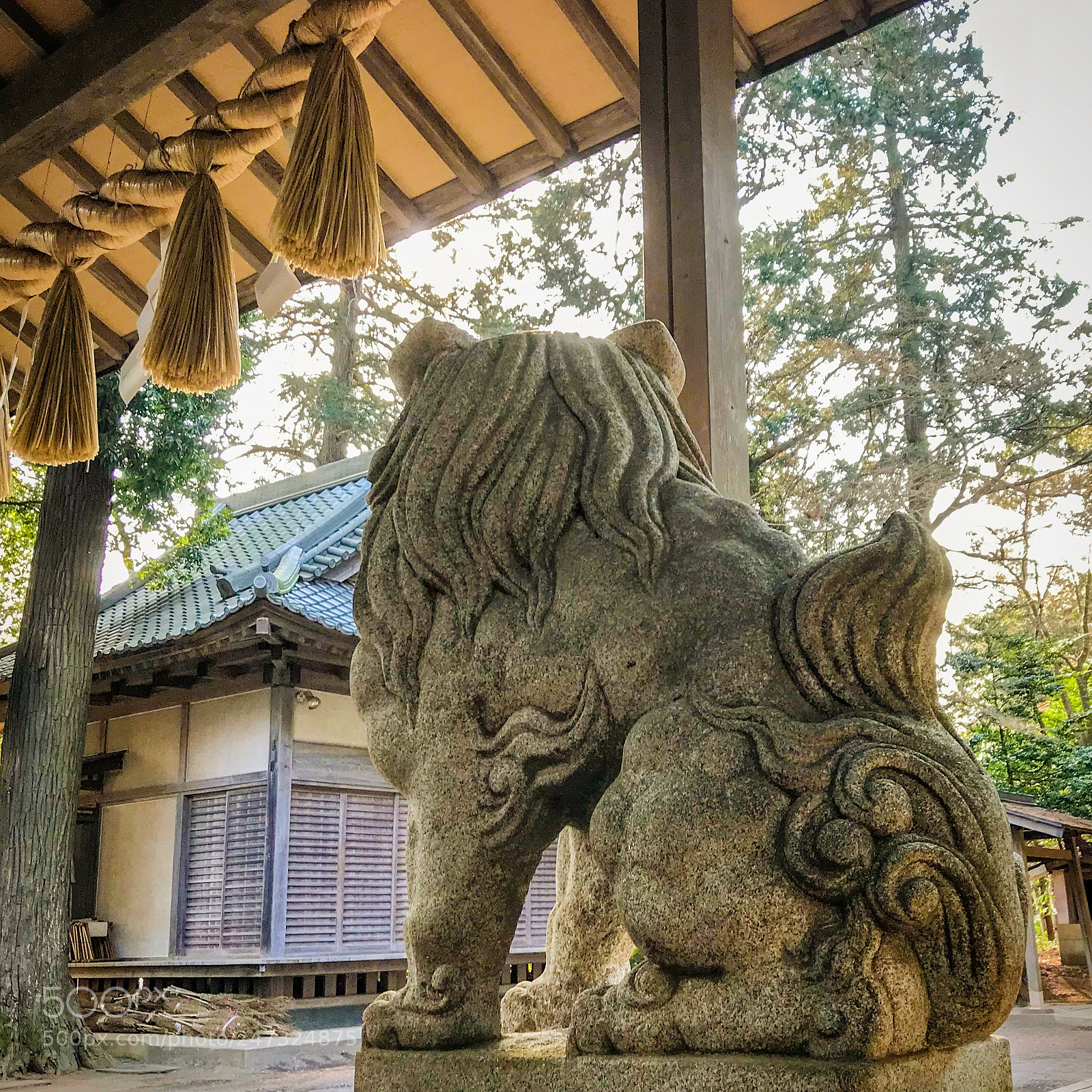 Apple iPhone 7 sample photo. たぬき #61 photography