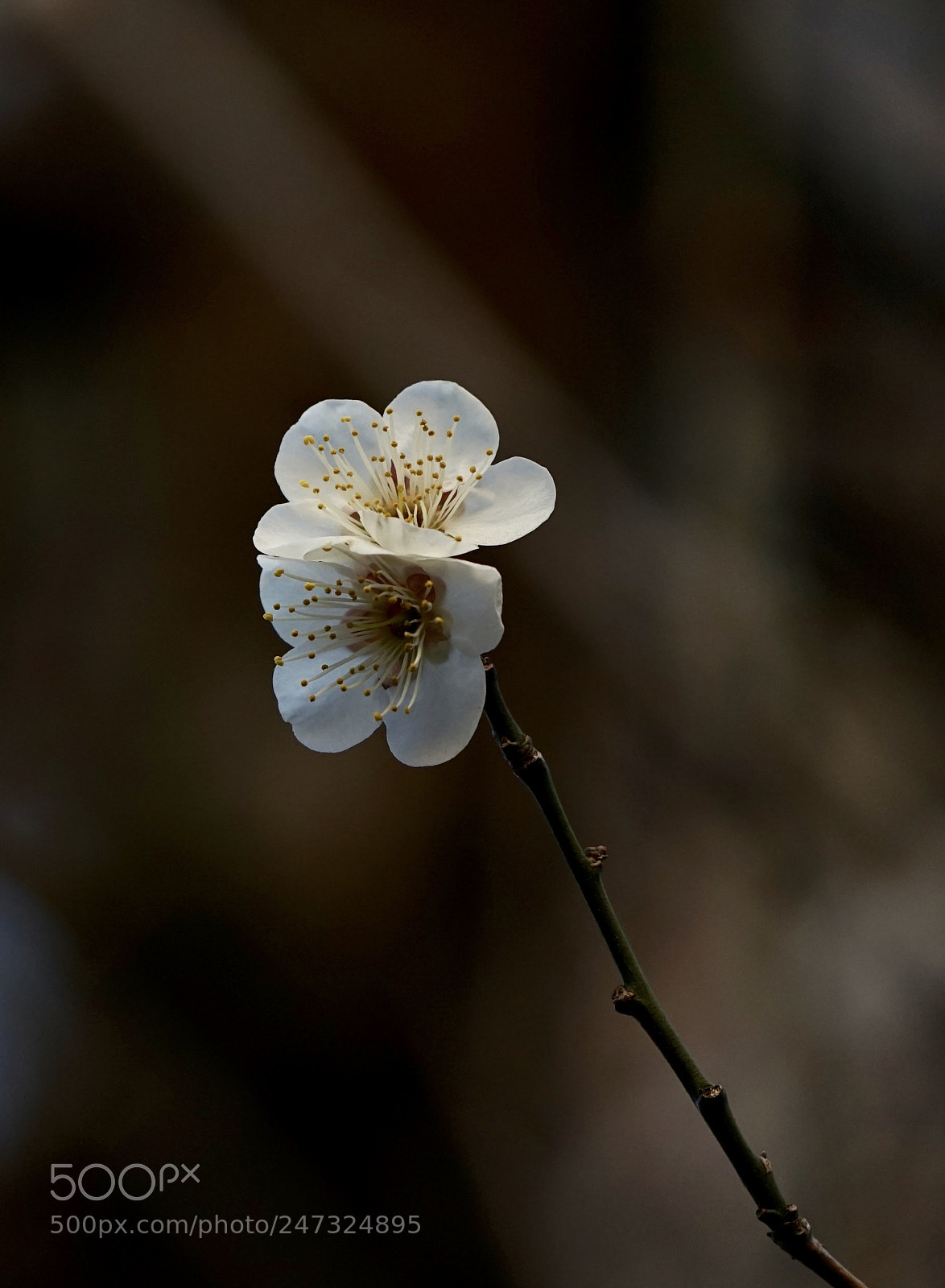 Sony a7 II sample photo. Sign of spring. photography