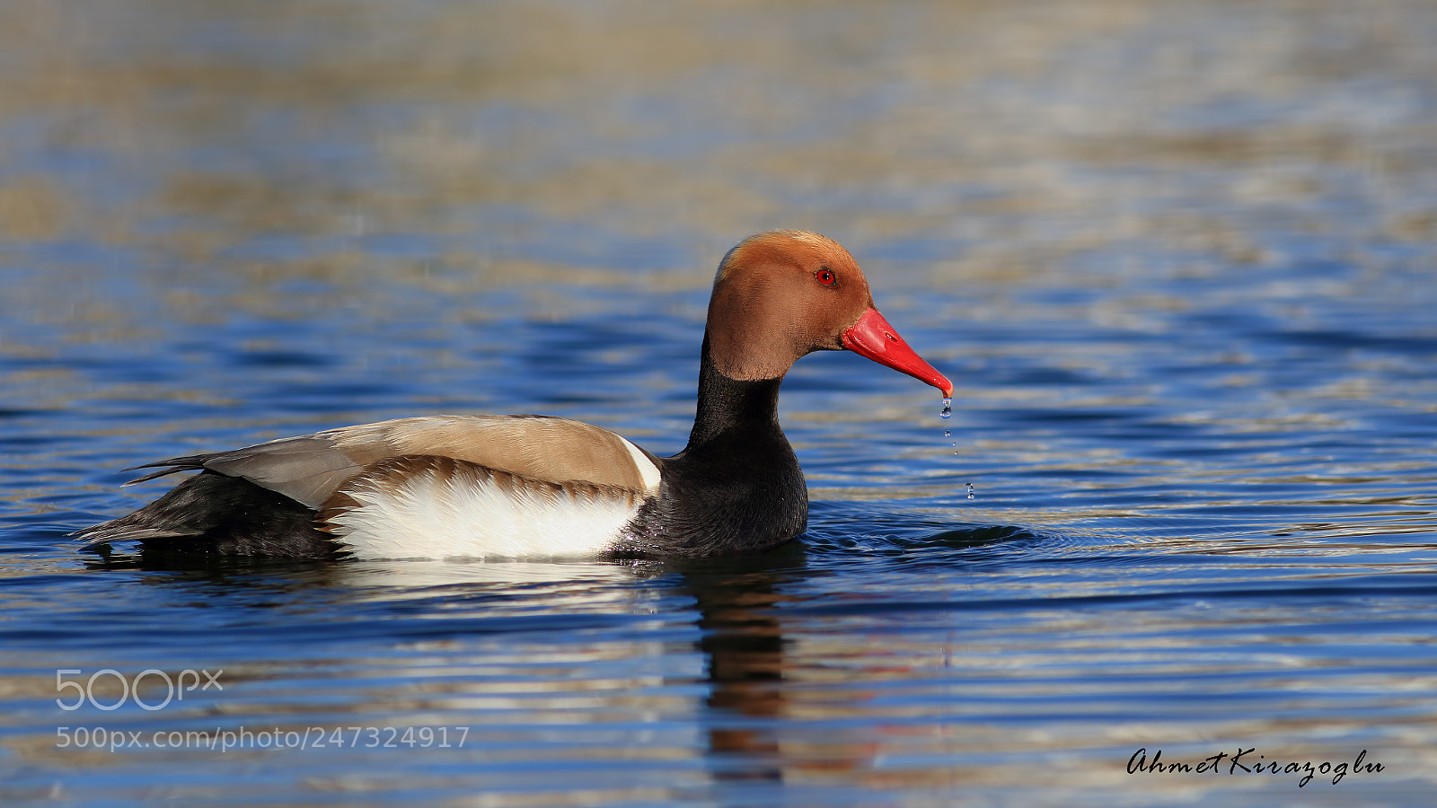 Canon EOS 7D Mark II sample photo. Red-crested pochard photography