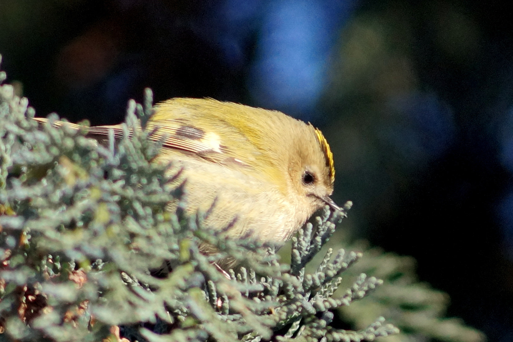 Sony DT 55-200mm F4-5.6 SAM sample photo. Regulus - mysikrólik photography
