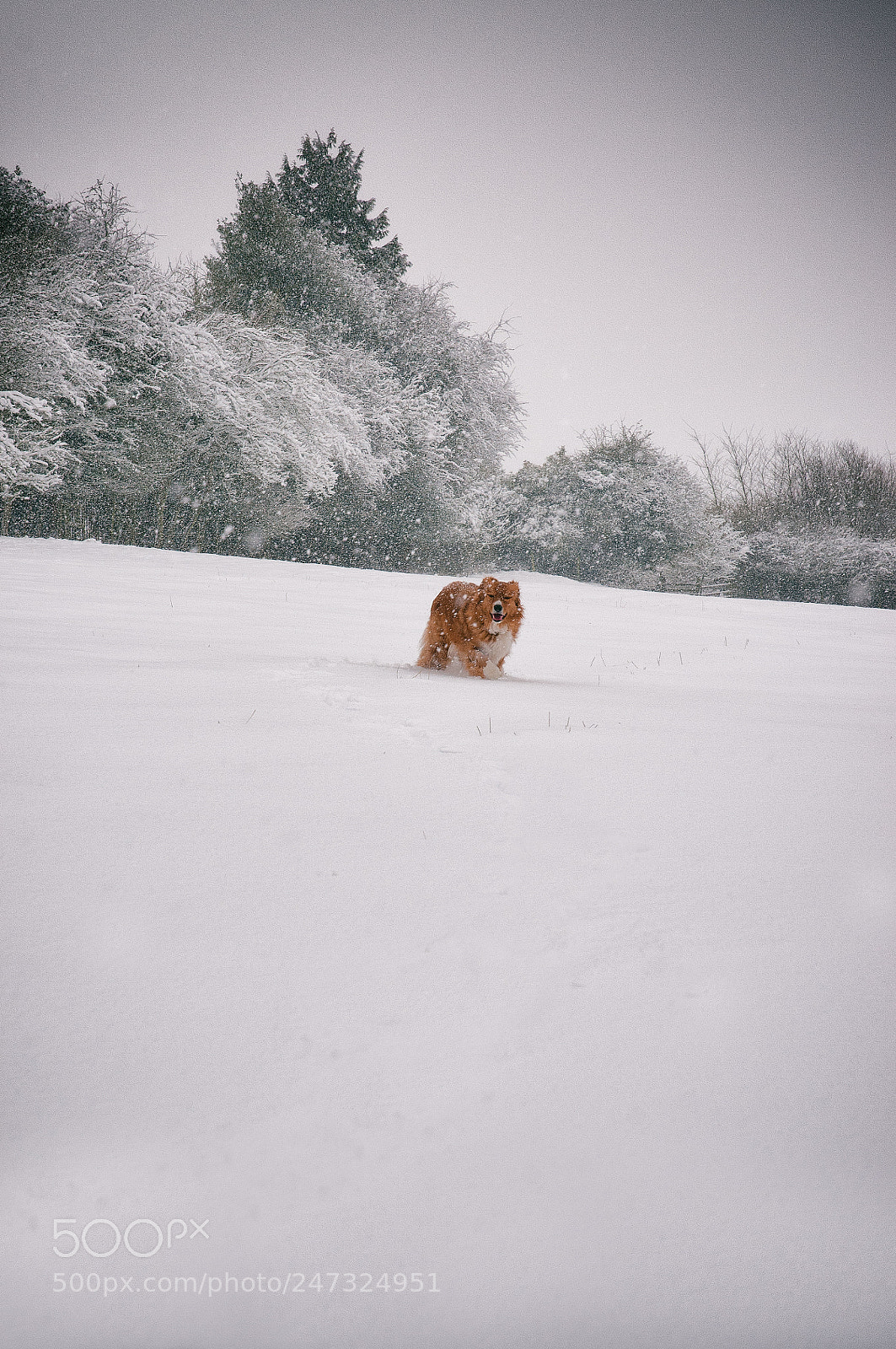 Nikon D300S sample photo. Oscar running in the photography