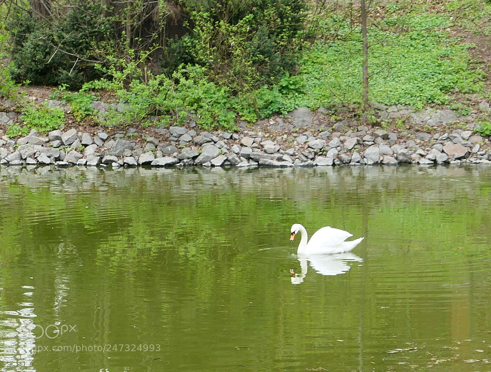 Panasonic Lumix DMC-LX10 (Lumix DMC-LX15) sample photo. White swan photography