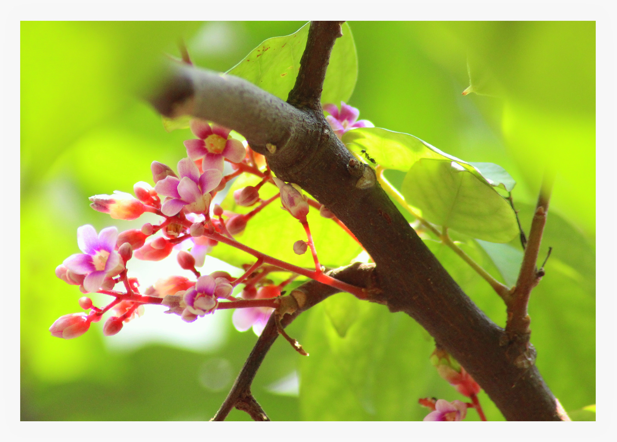 Canon EOS 1300D (EOS Rebel T6 / EOS Kiss X80) sample photo. Starfruit flower photography