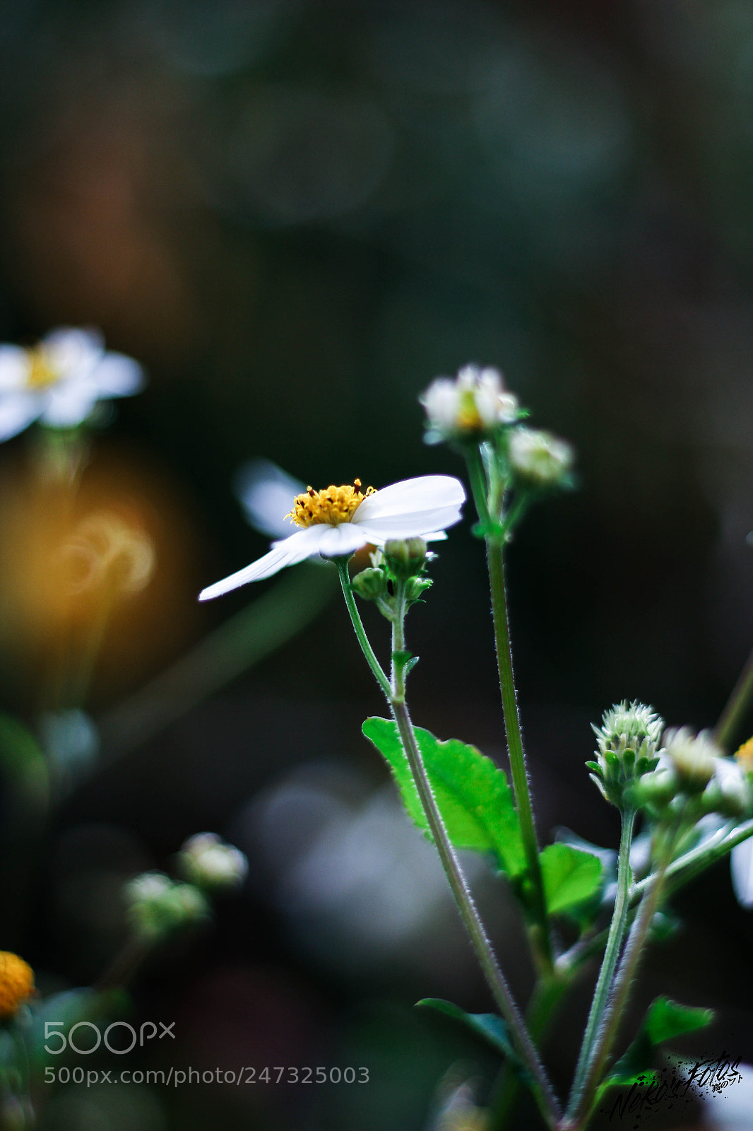Canon EOS 60D sample photo. Noname5 photography