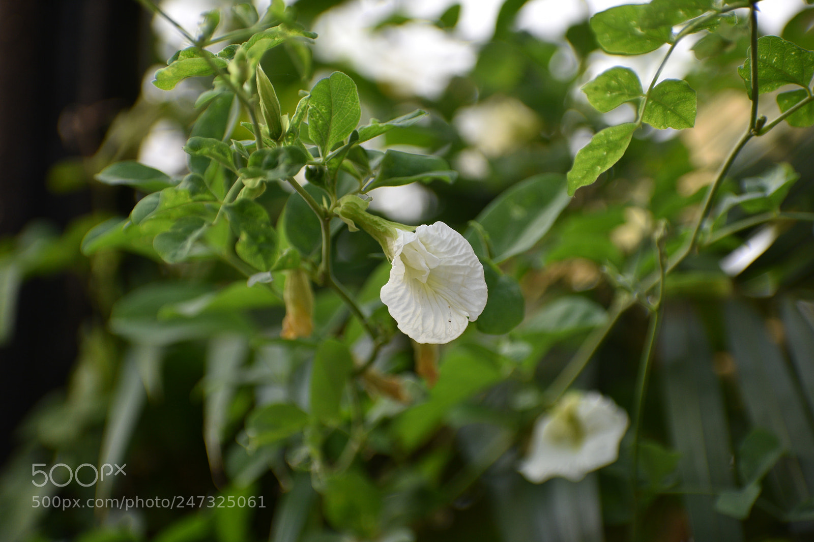Nikon D3400 sample photo. Nature photography
